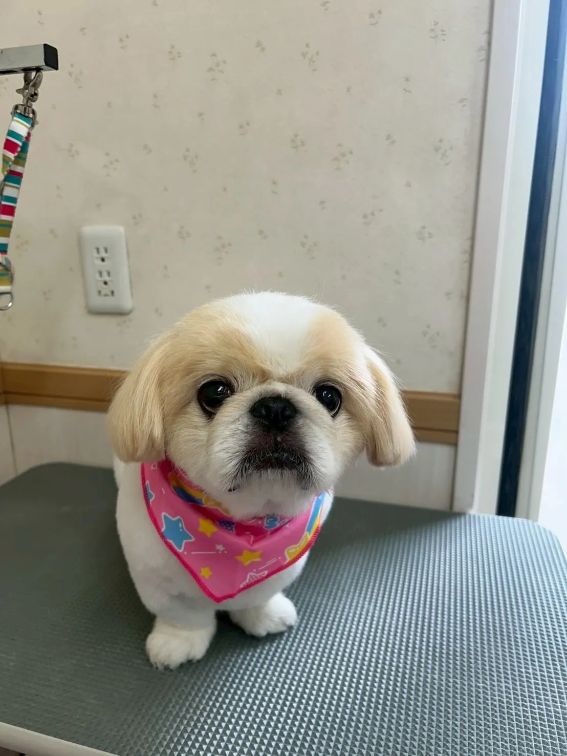 犬のトリミング✂️