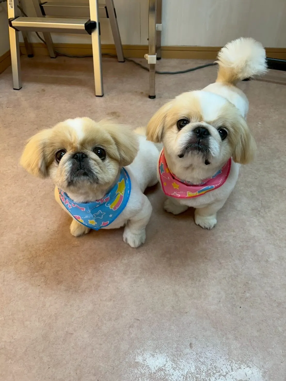 犬のトリミング✂️