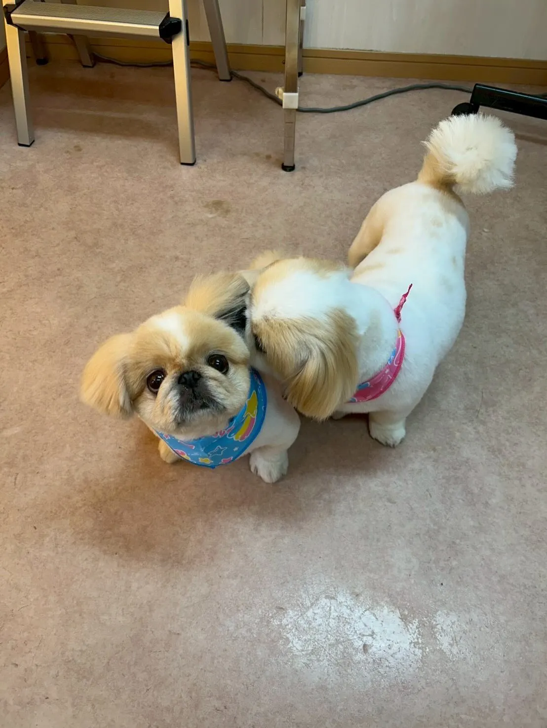犬のトリミング✂️