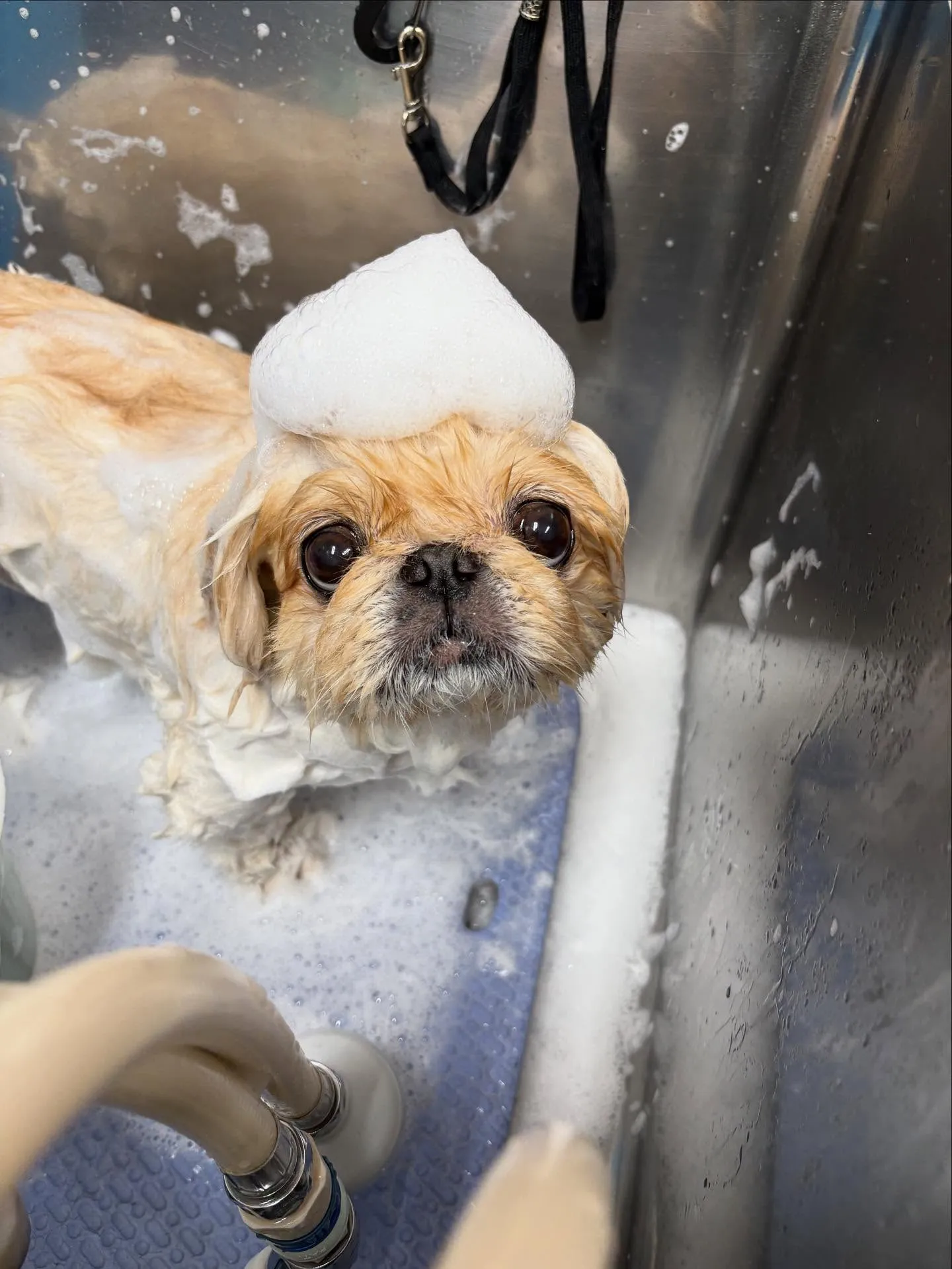 犬のトリミング✂️