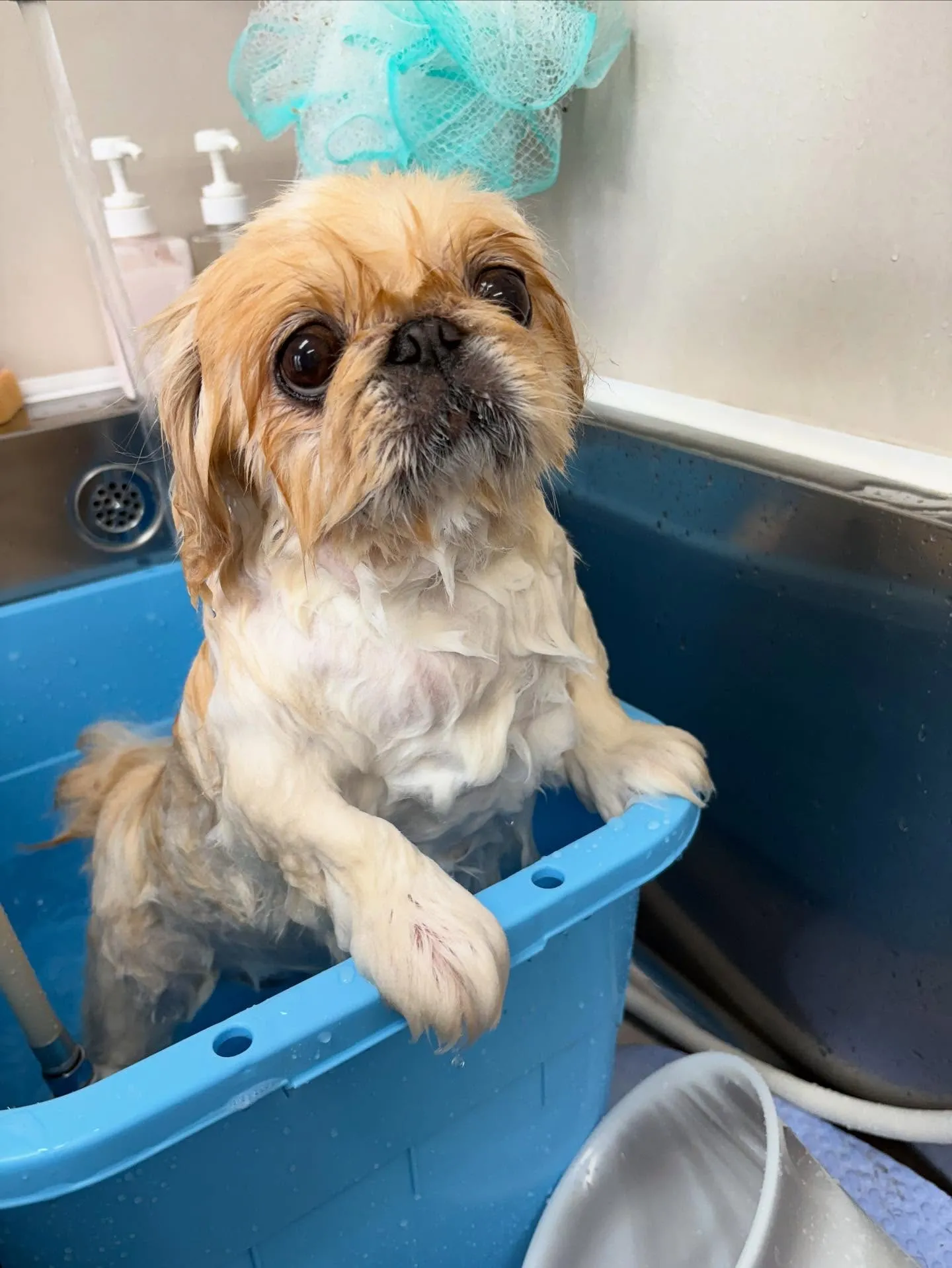 犬のトリミング✂️