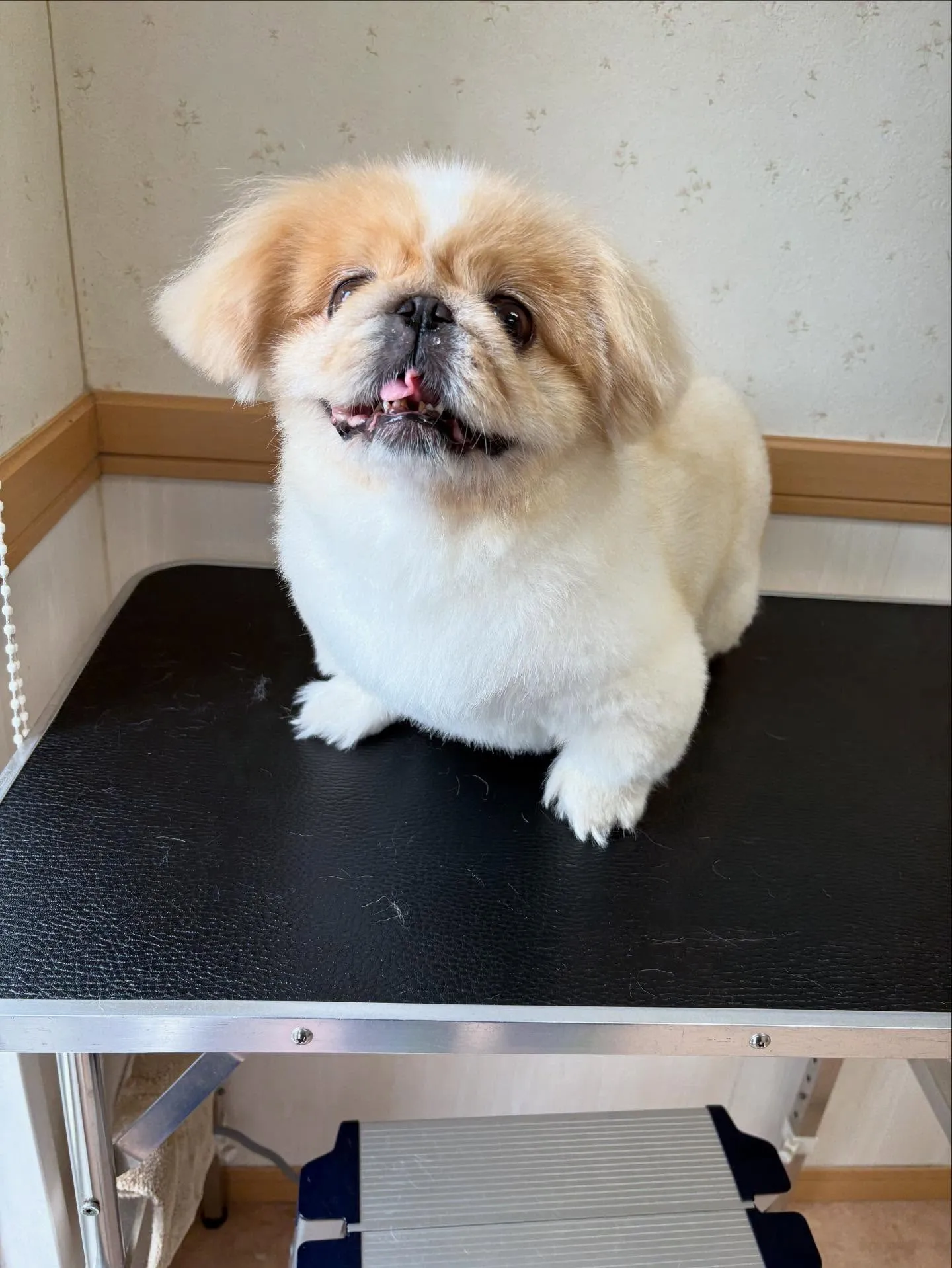 犬のトリミング✂️