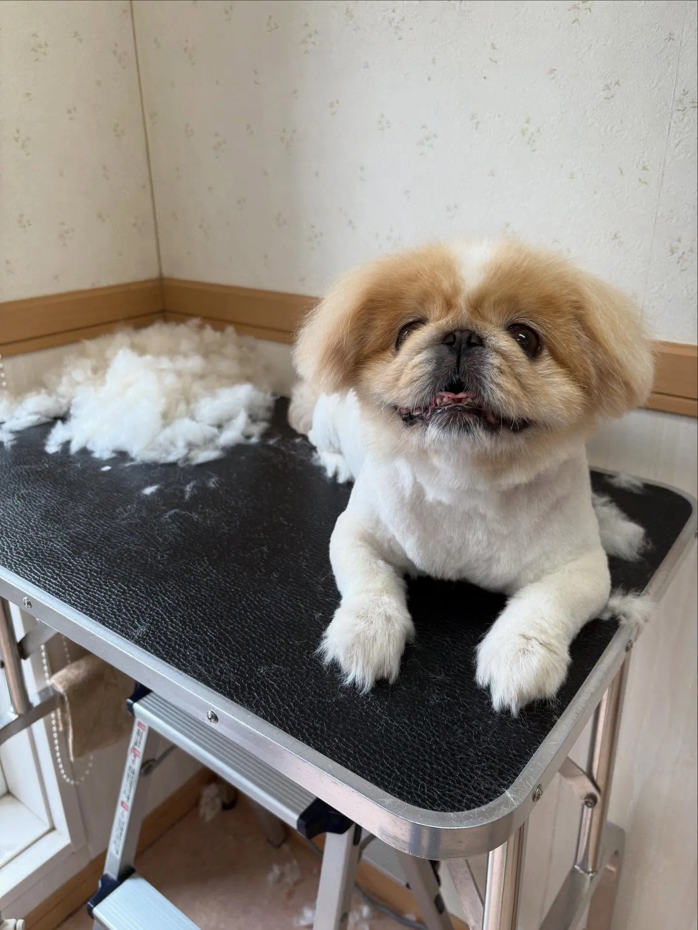 犬のトリミング✂️