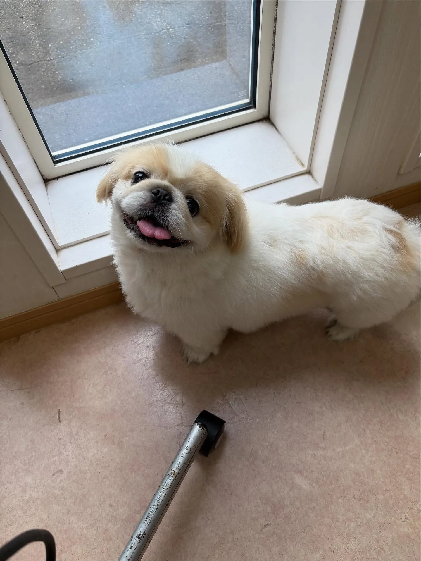 犬のトリミング✂️
