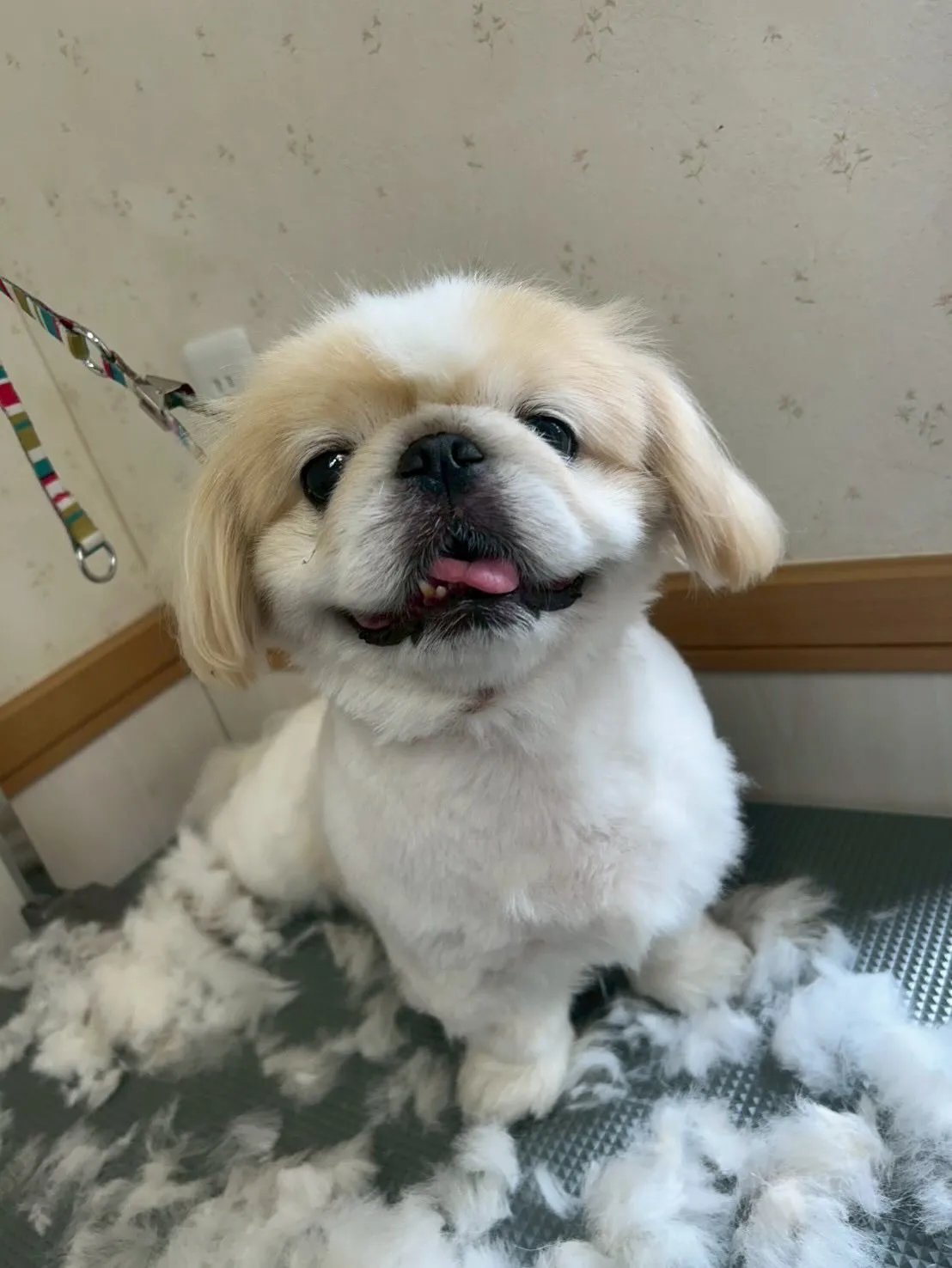 犬のトリミング✂️