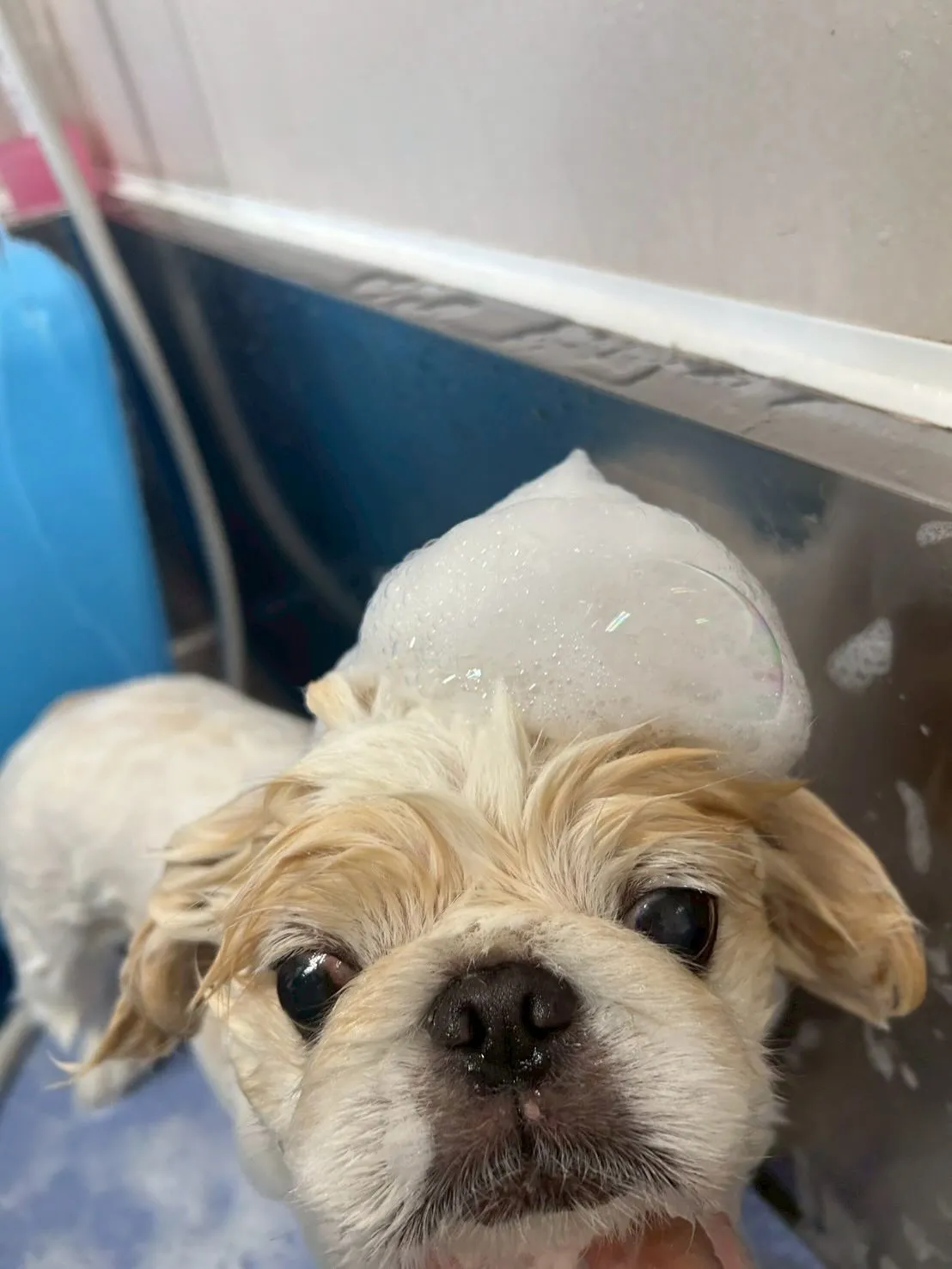 犬のトリミング✂️