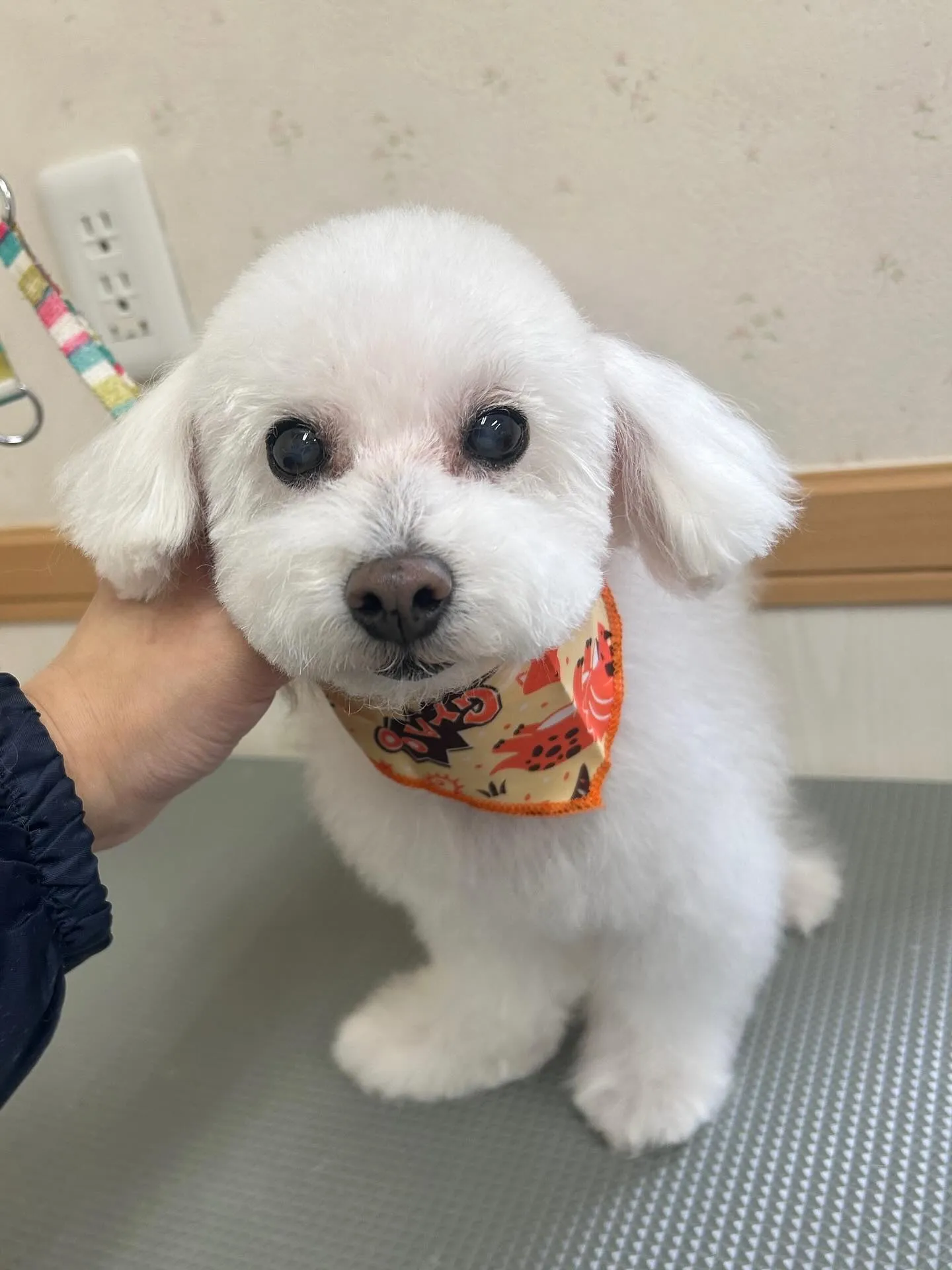 犬のトリミング✂️