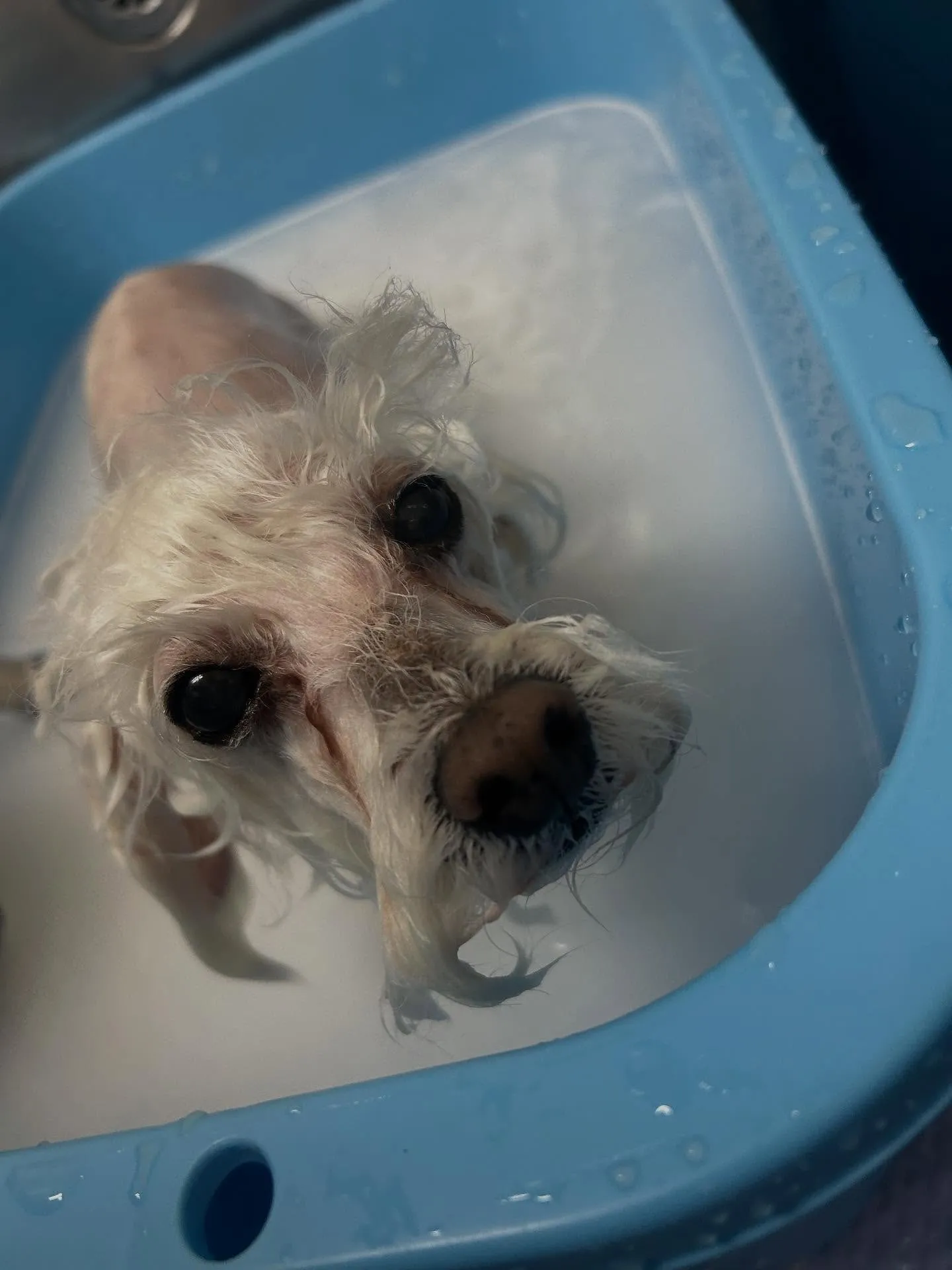 犬のトリミング✂️