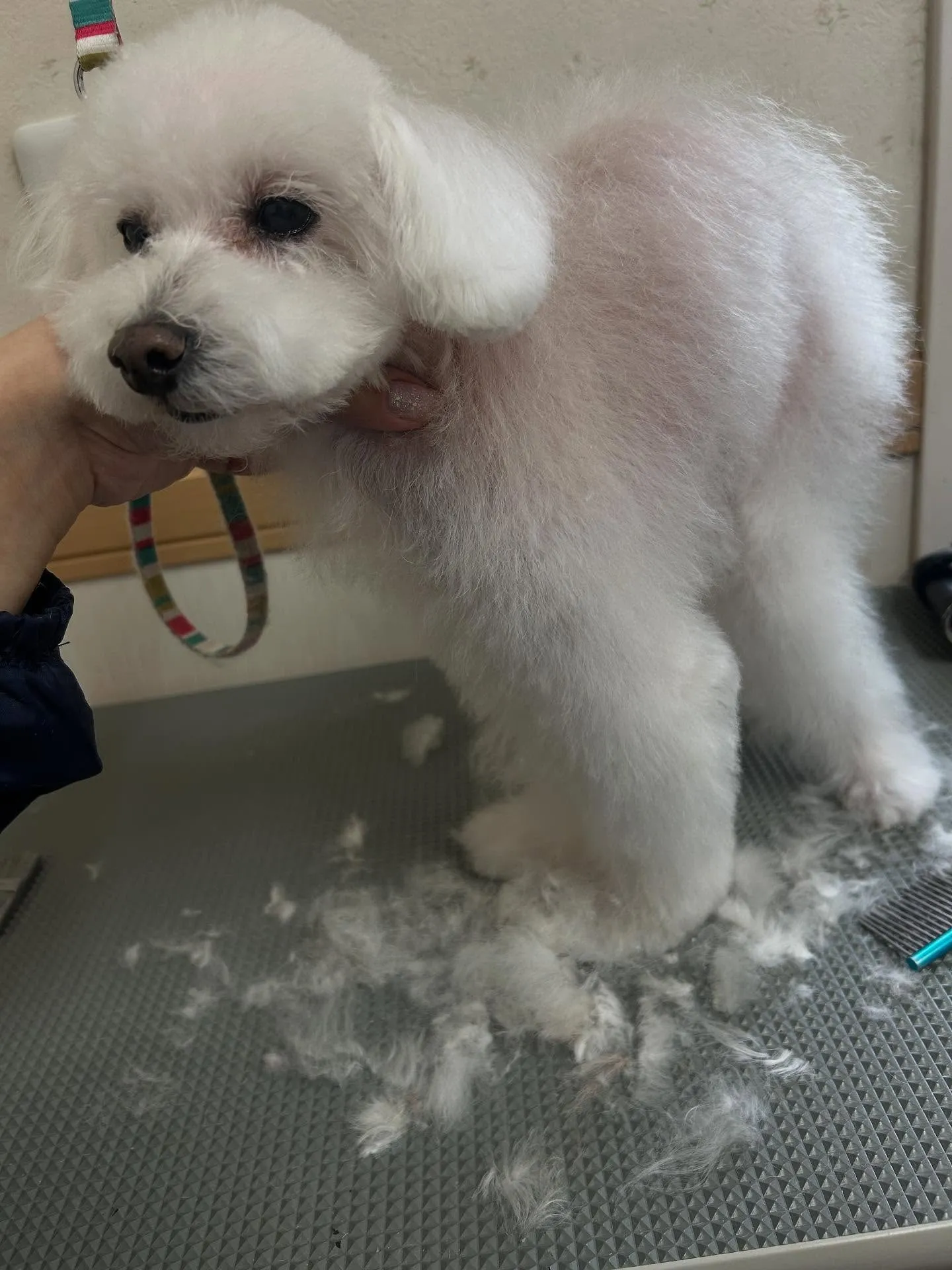 犬のトリミング✂️