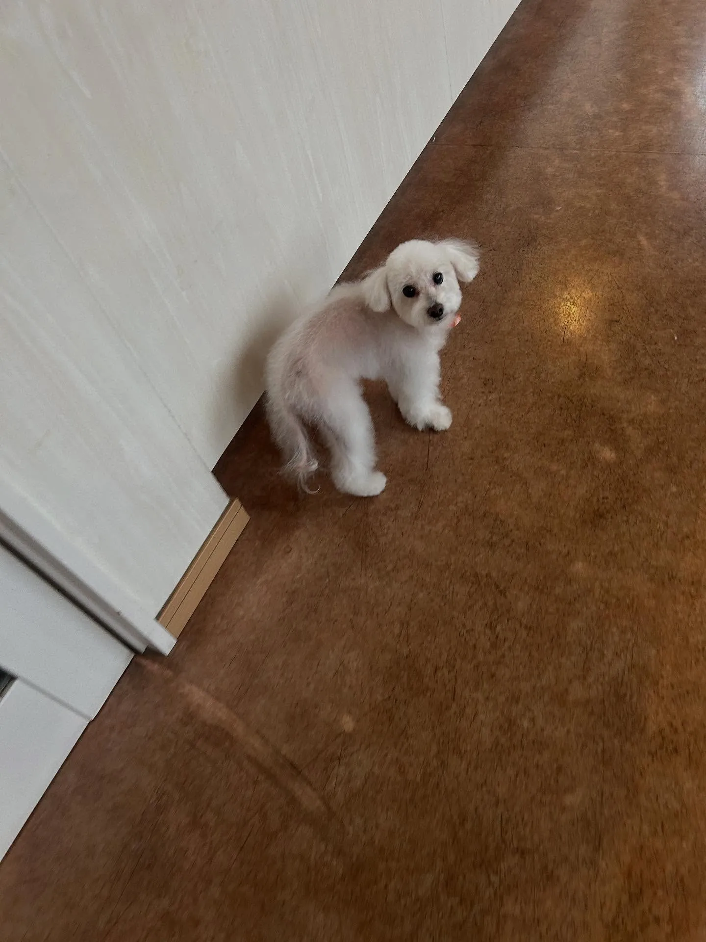 犬のトリミング✂️