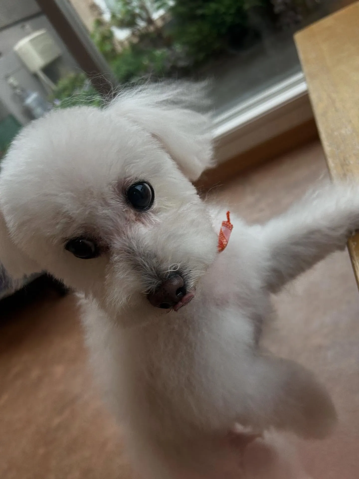 犬のトリミング✂️