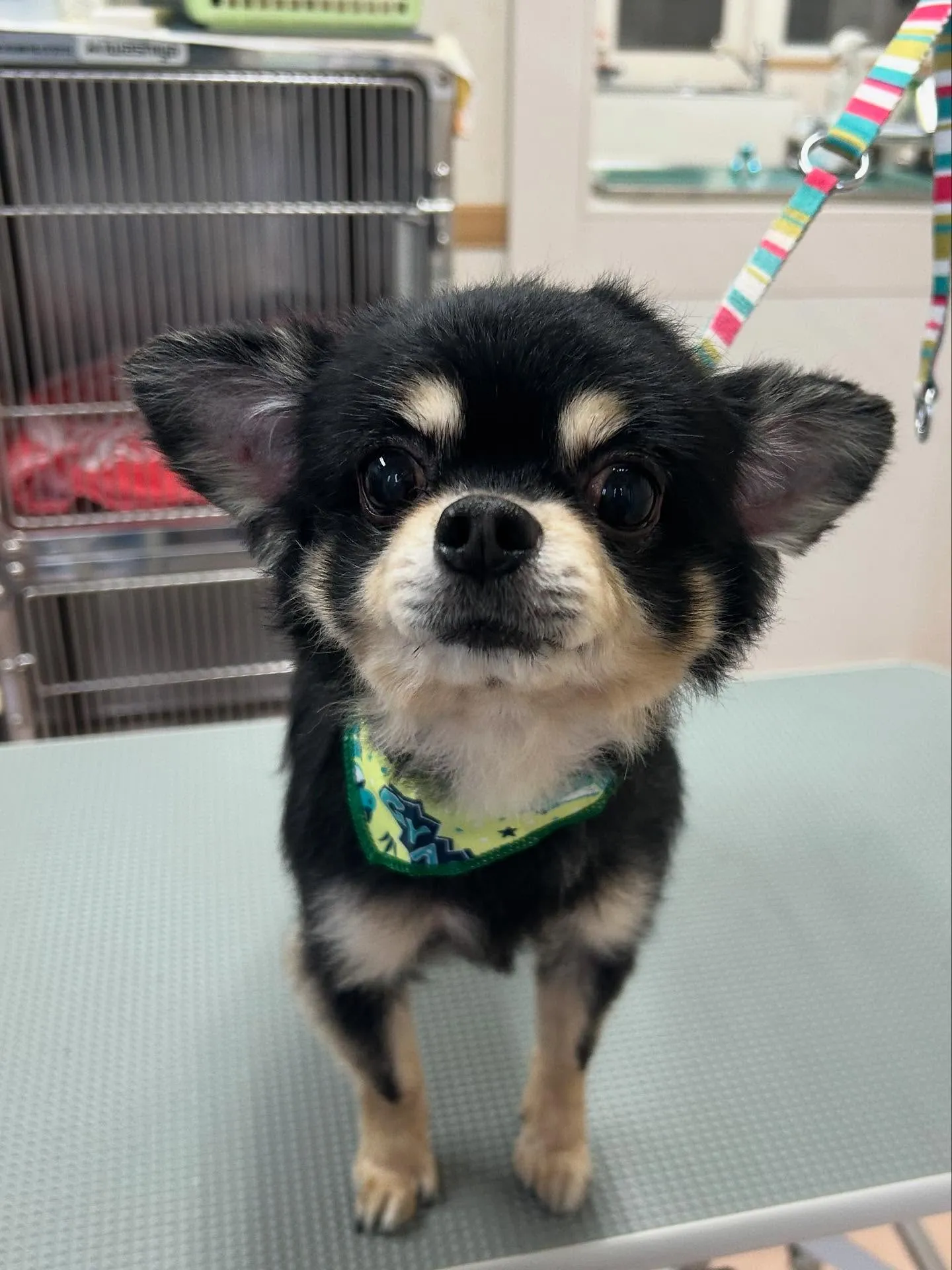 犬のシャンプー🫧