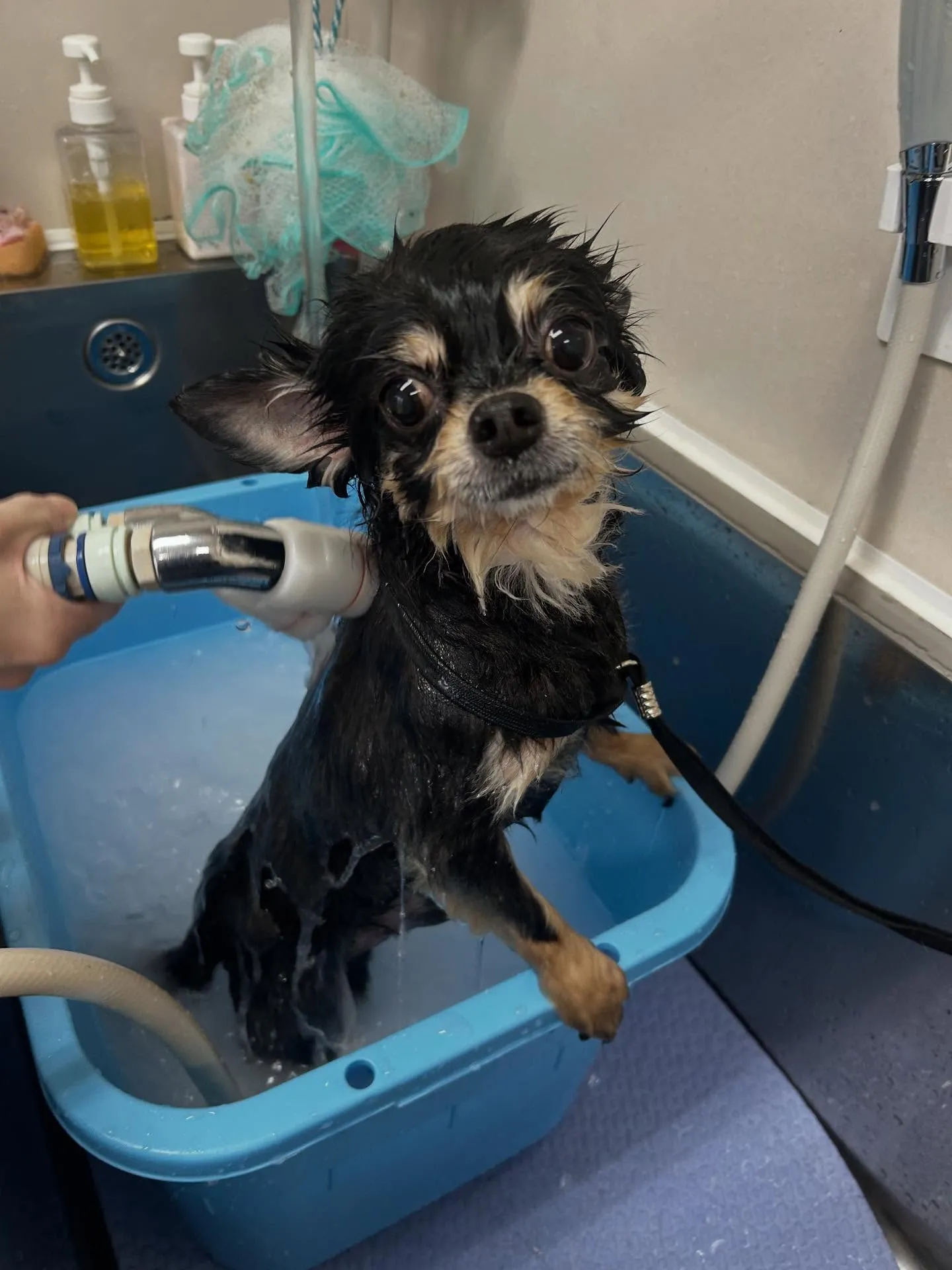 犬のシャンプー🫧
