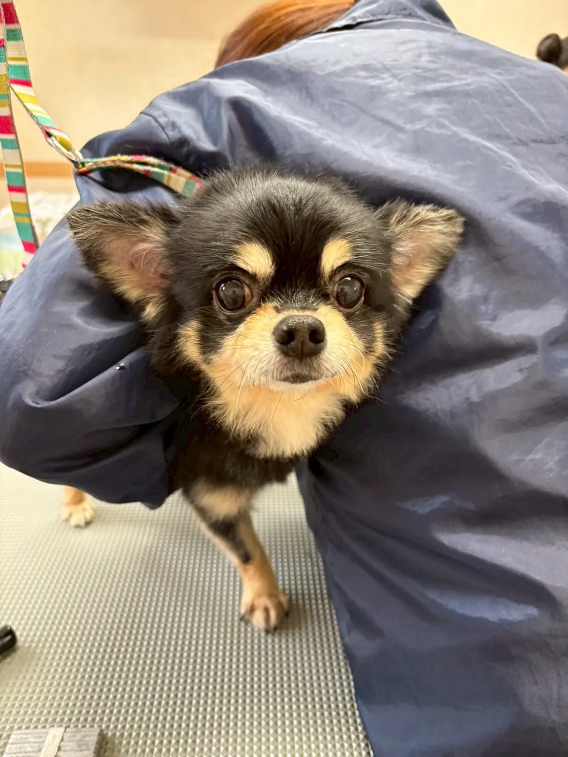 犬のシャンプー🫧