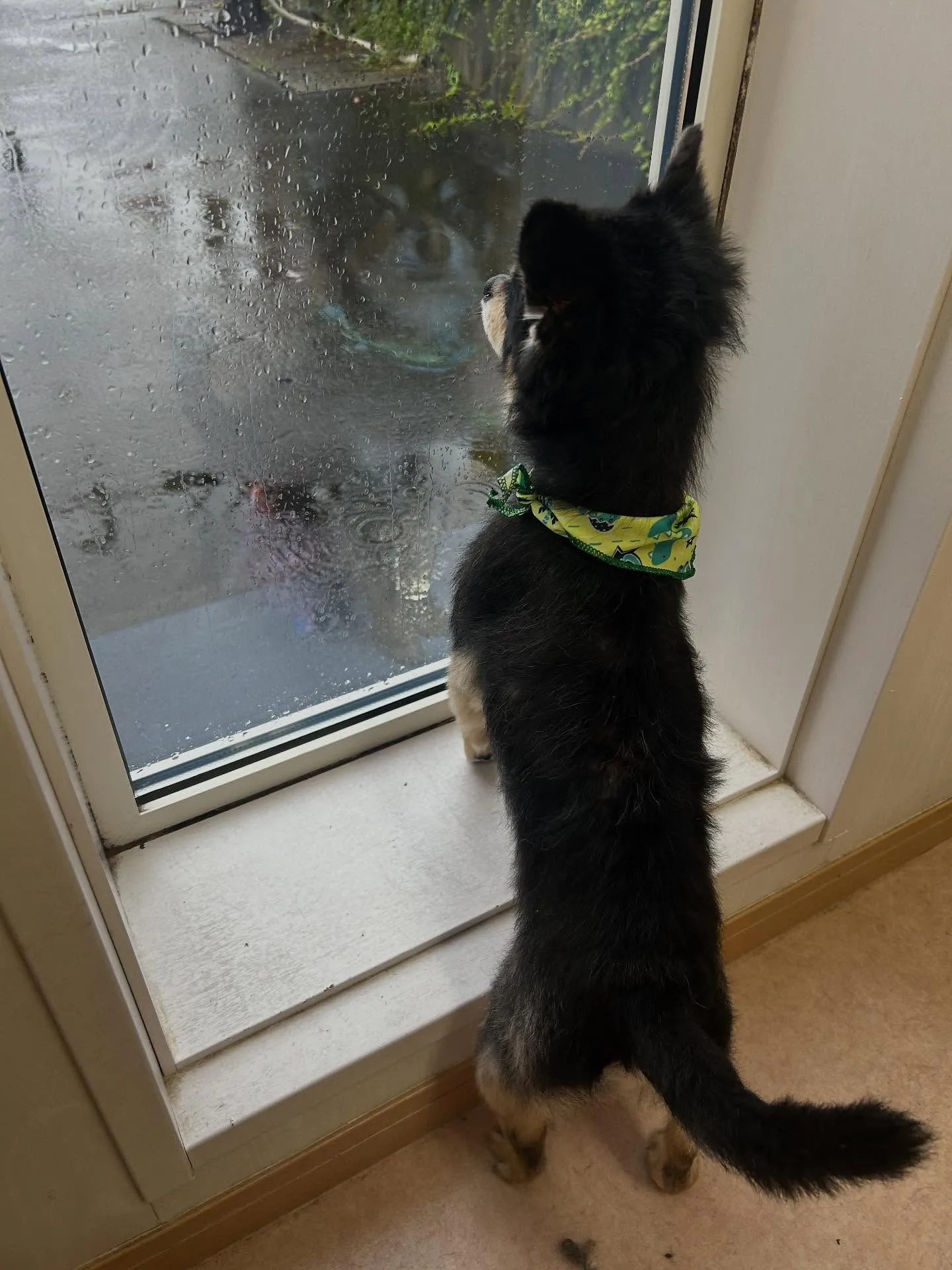 犬のシャンプー🫧