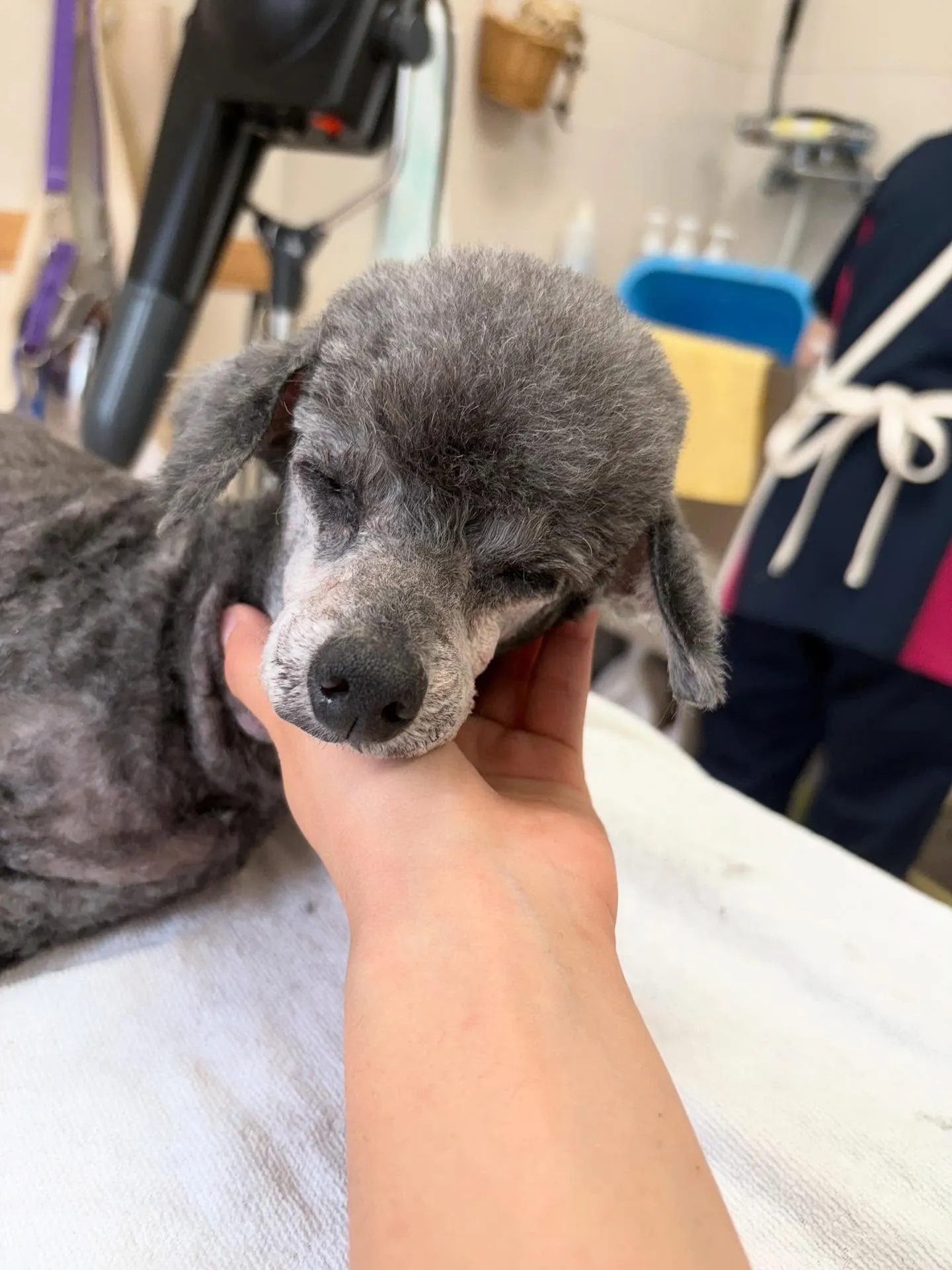 犬のトリミング✂️