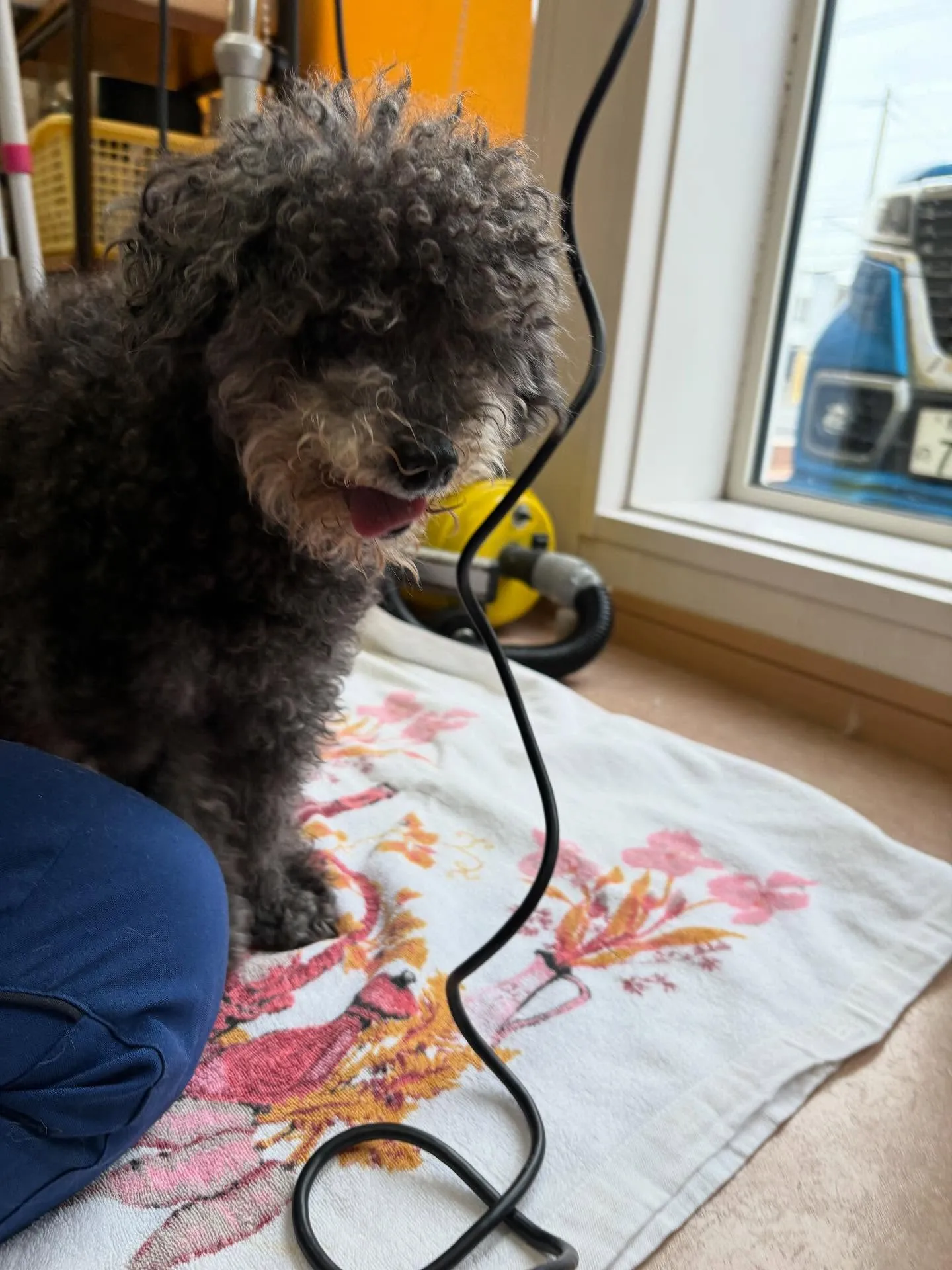 犬のトリミング✂️