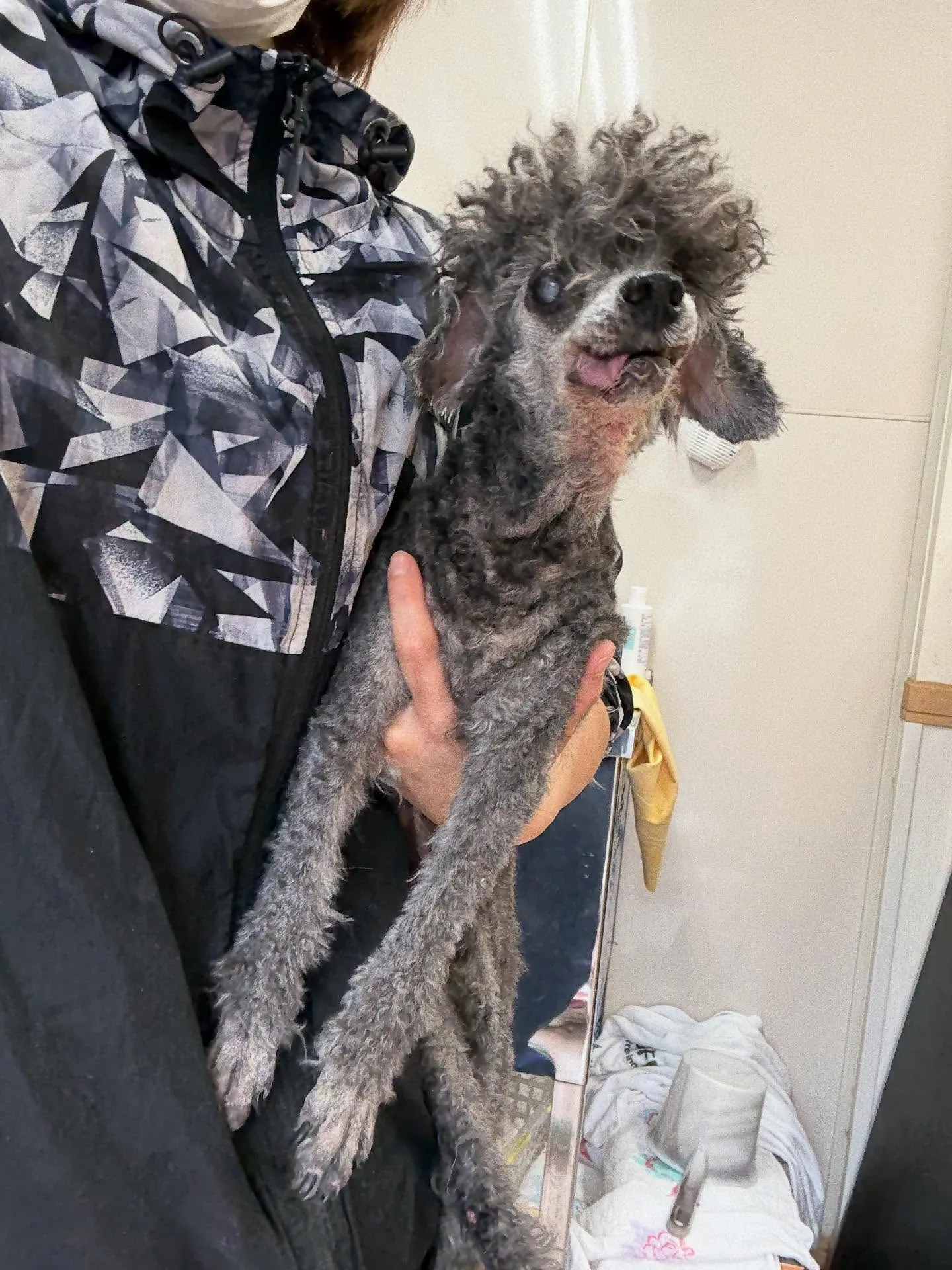犬のトリミング✂️