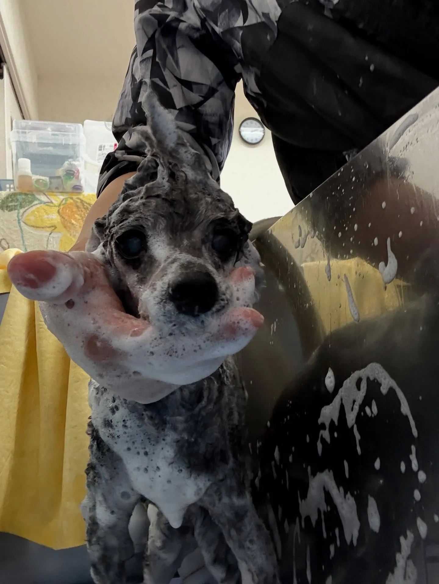犬のトリミング✂️