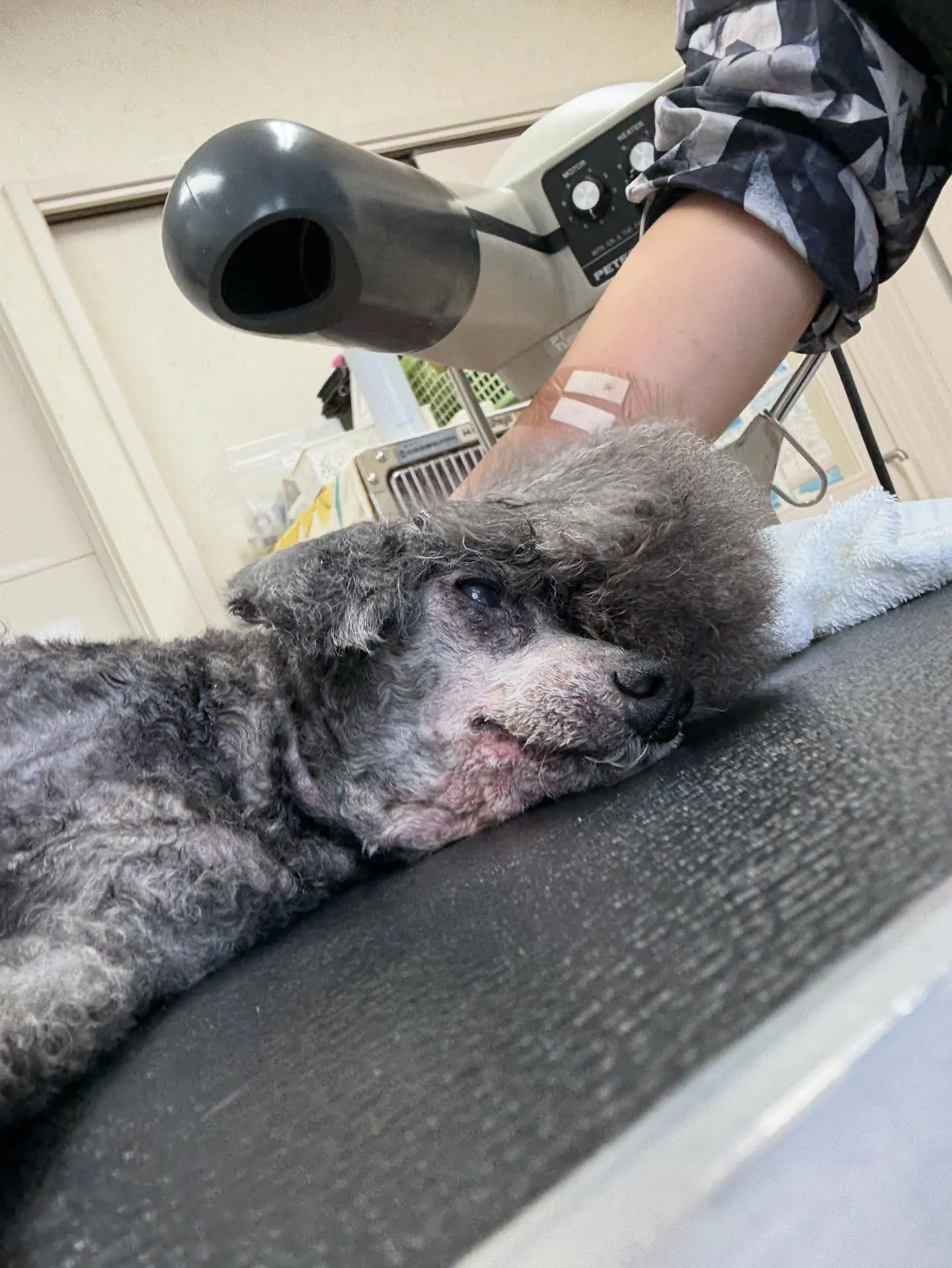 犬のトリミング✂️