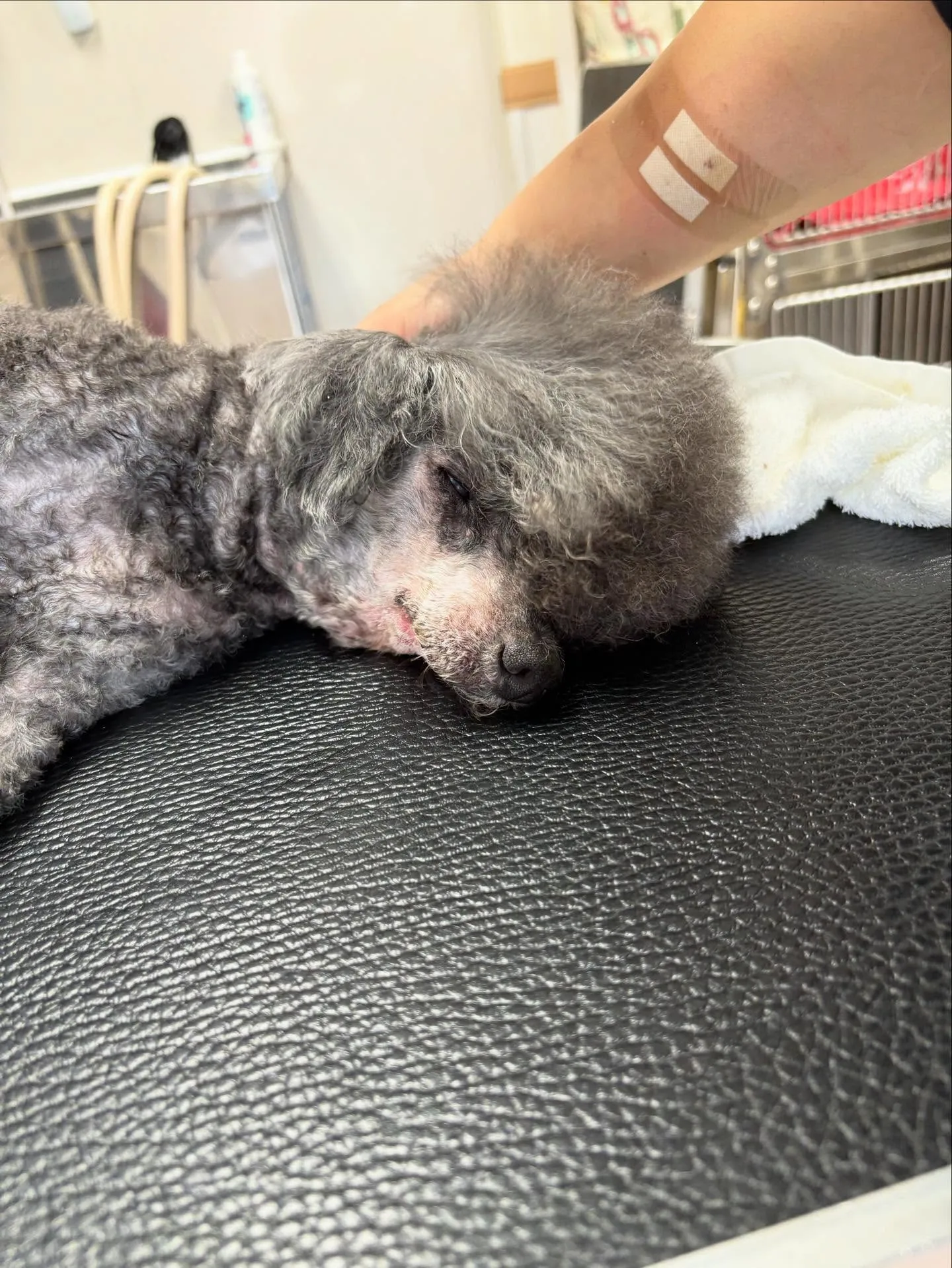 犬のトリミング✂️