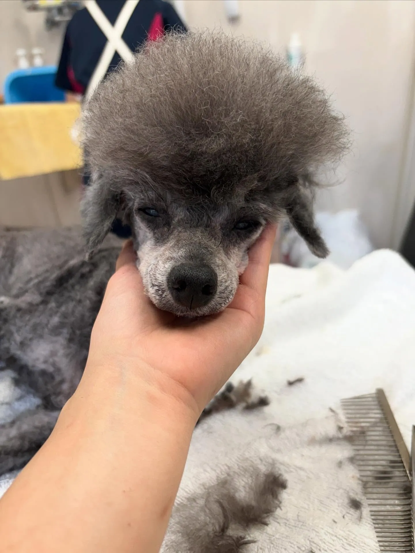 犬のトリミング✂️