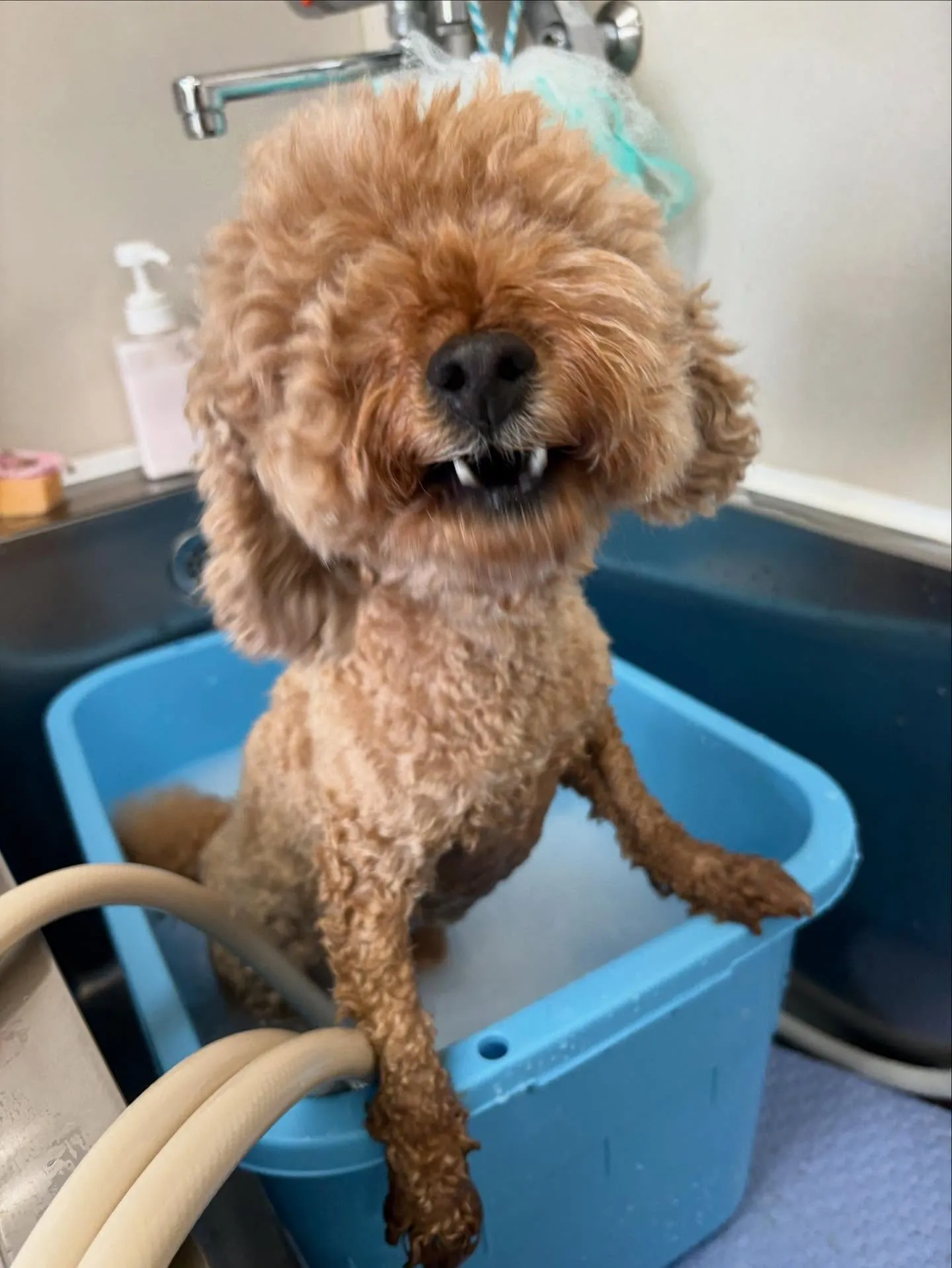 犬のトリミング✂️