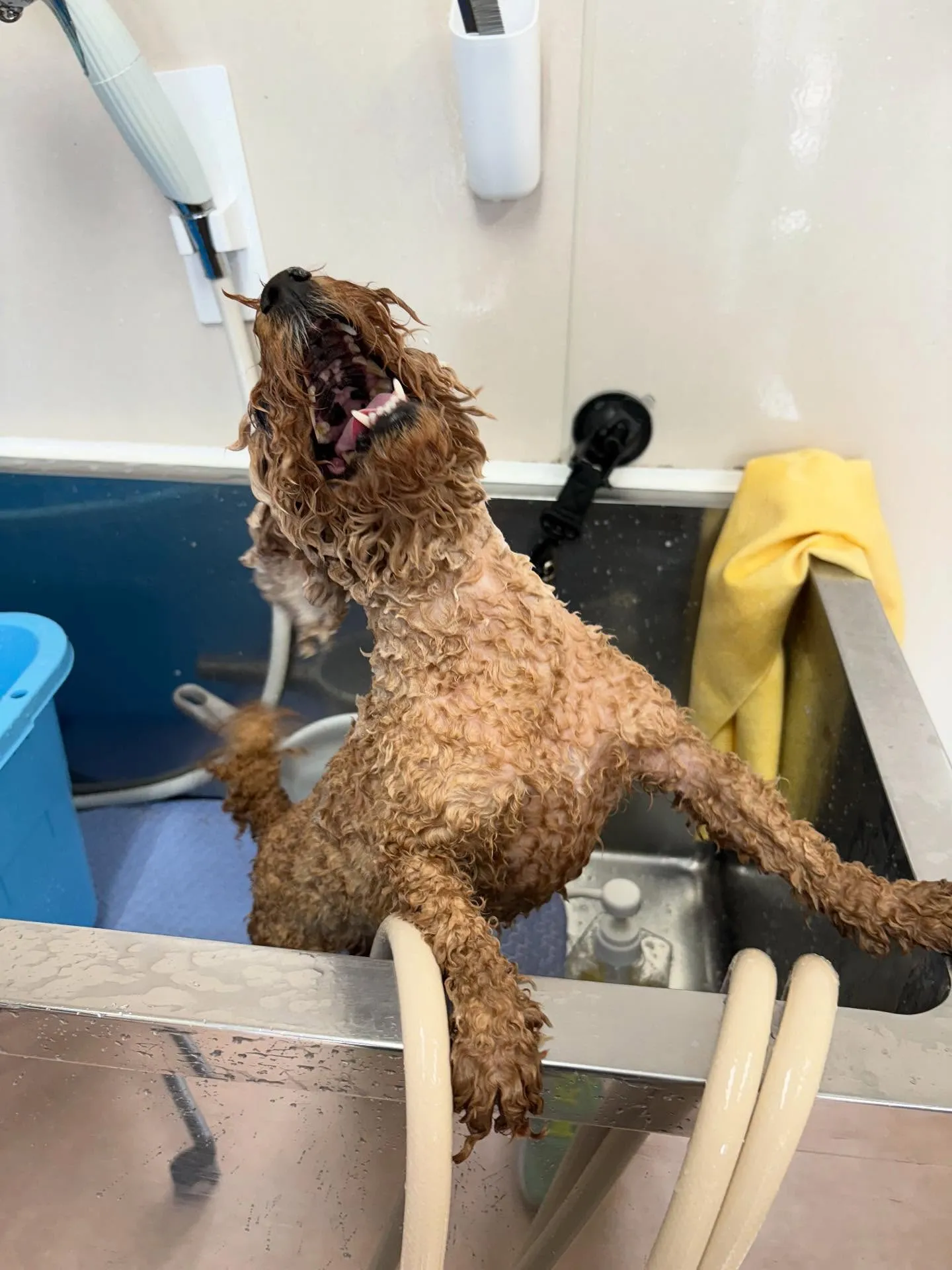 犬のトリミング✂️