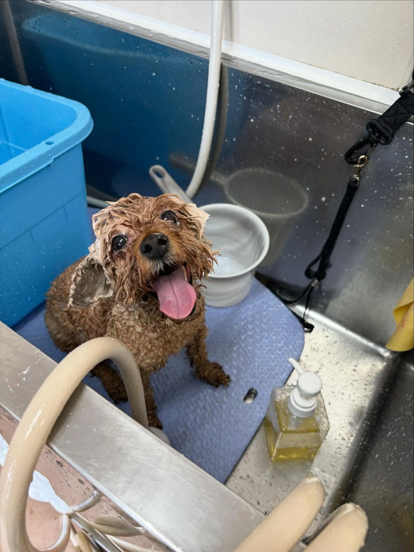 犬のトリミング✂️