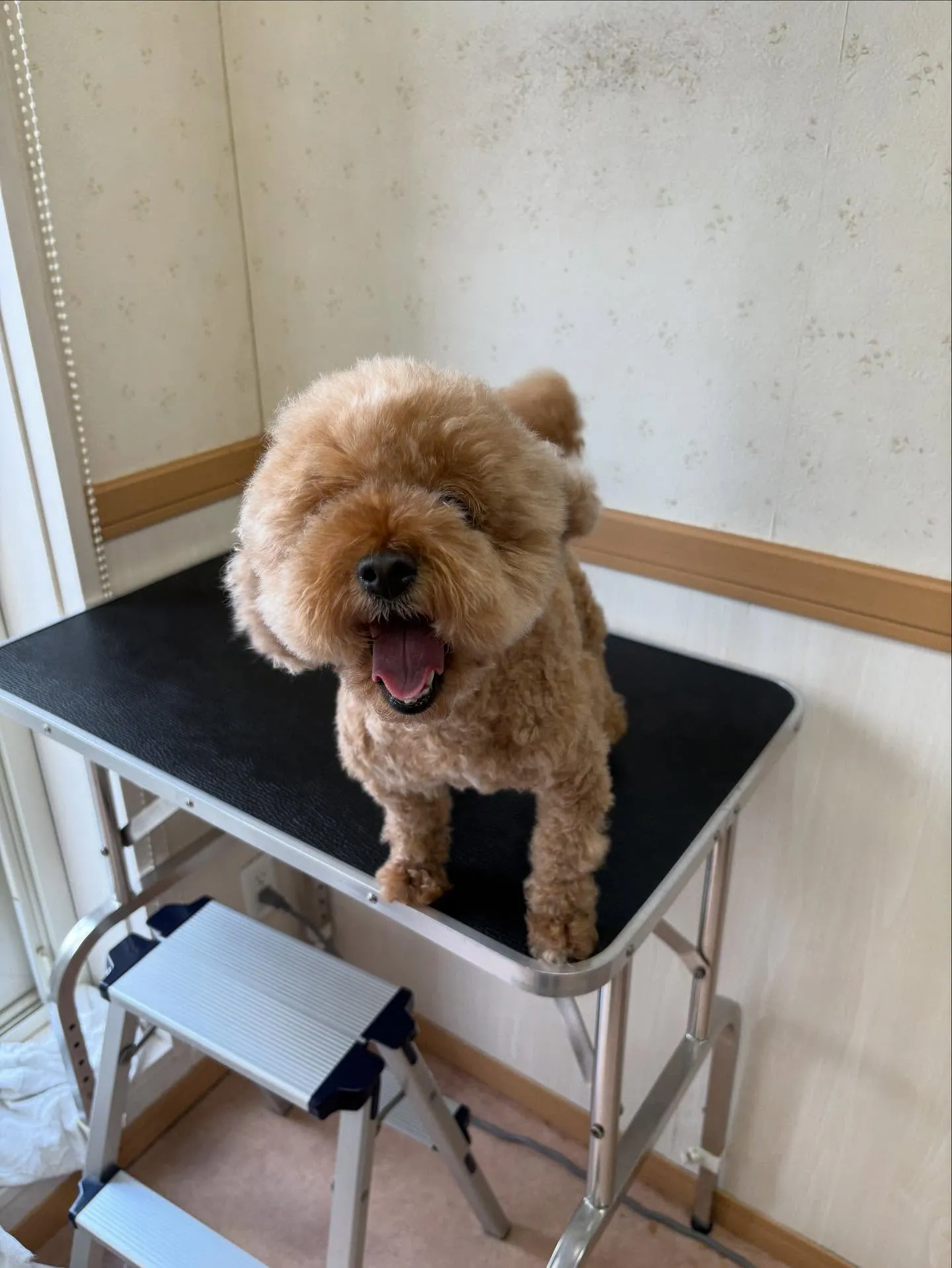 犬のトリミング✂️