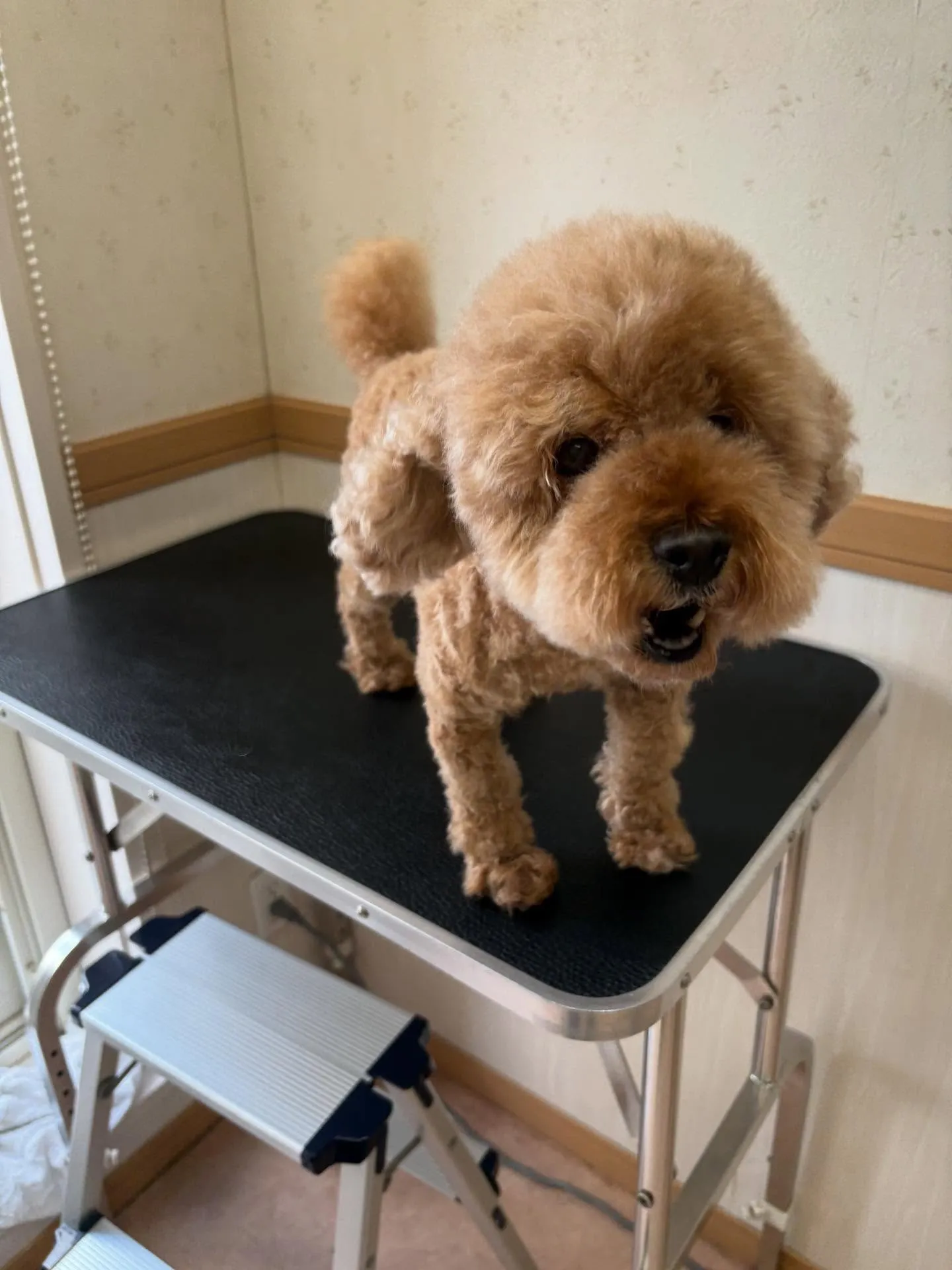 犬のトリミング✂️