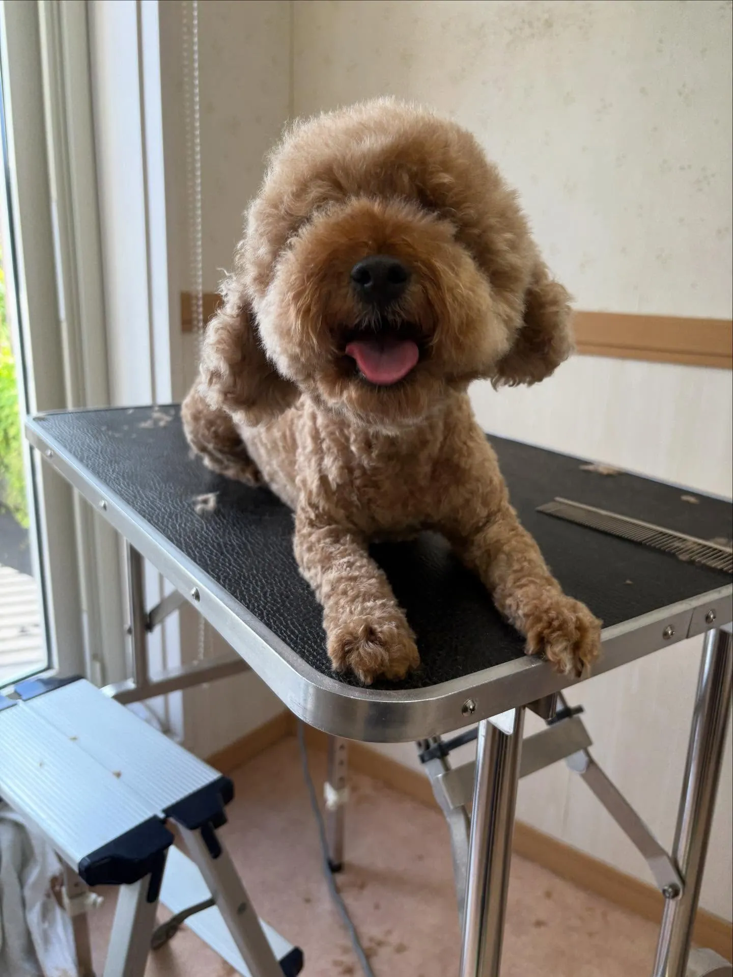 犬のトリミング✂️