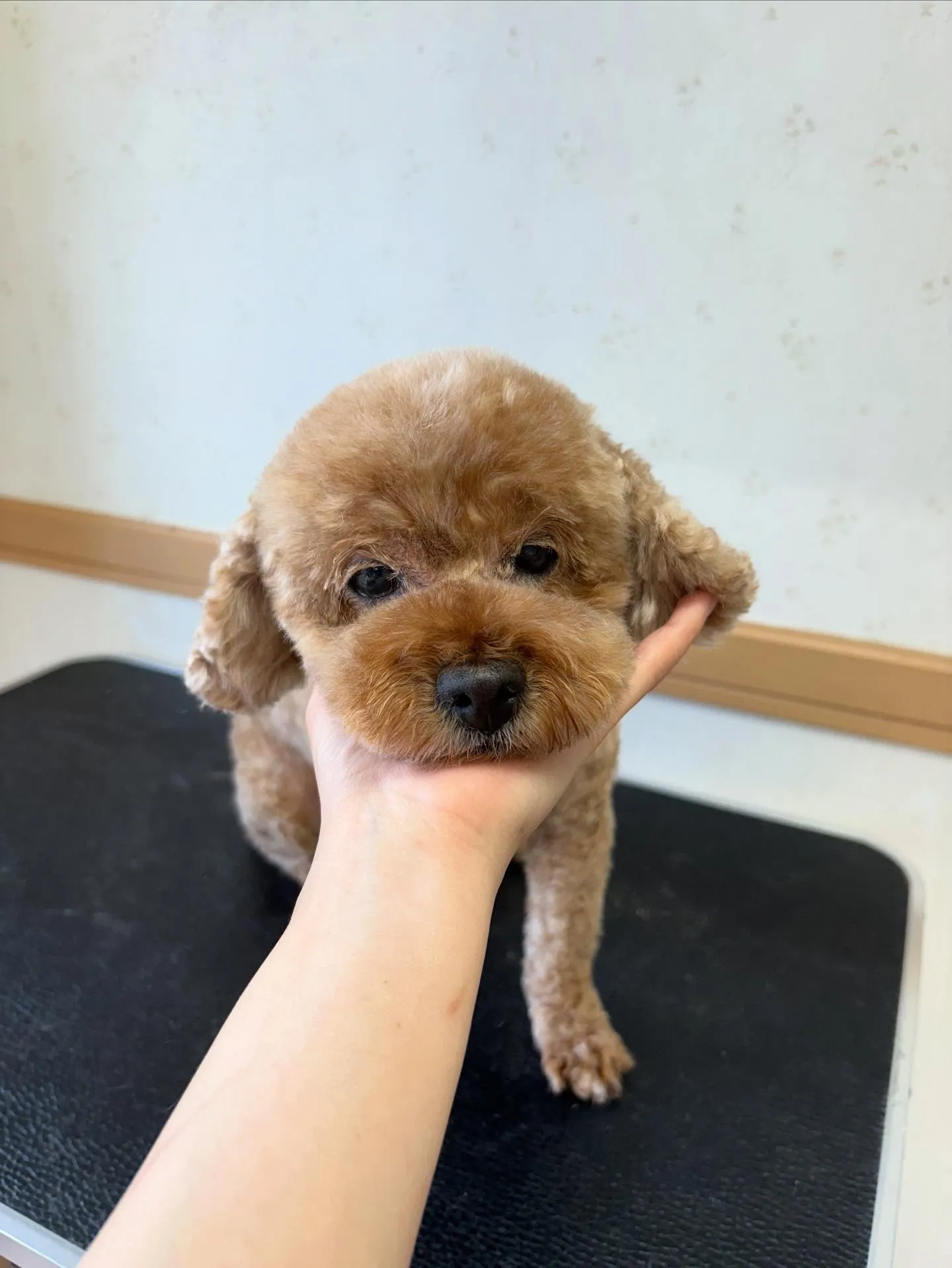 犬のトリミング✂️