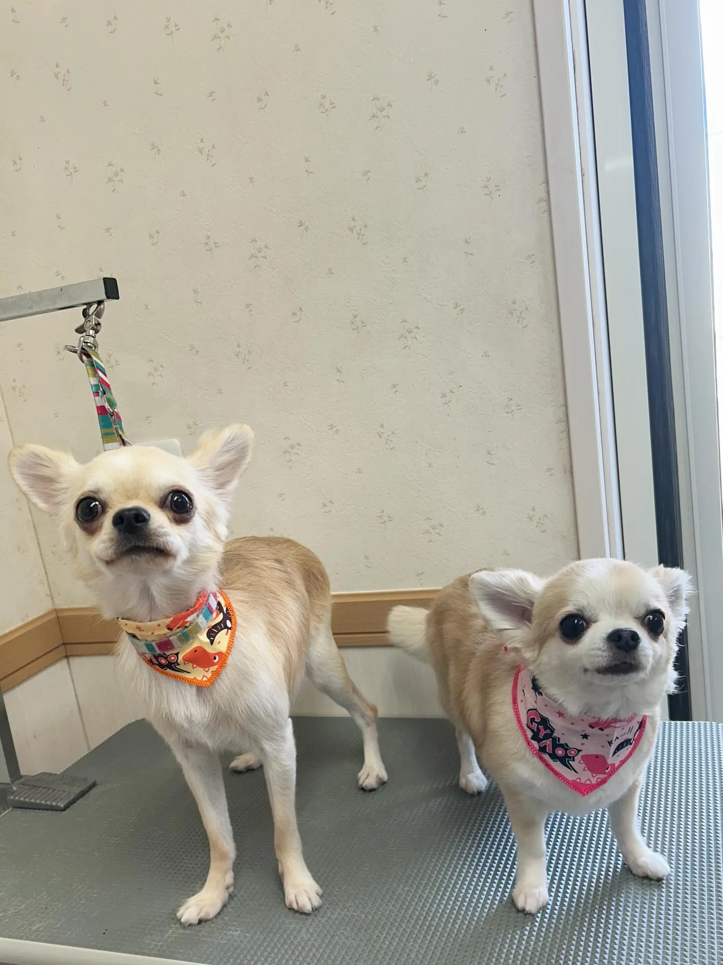 犬のトリミング✂️