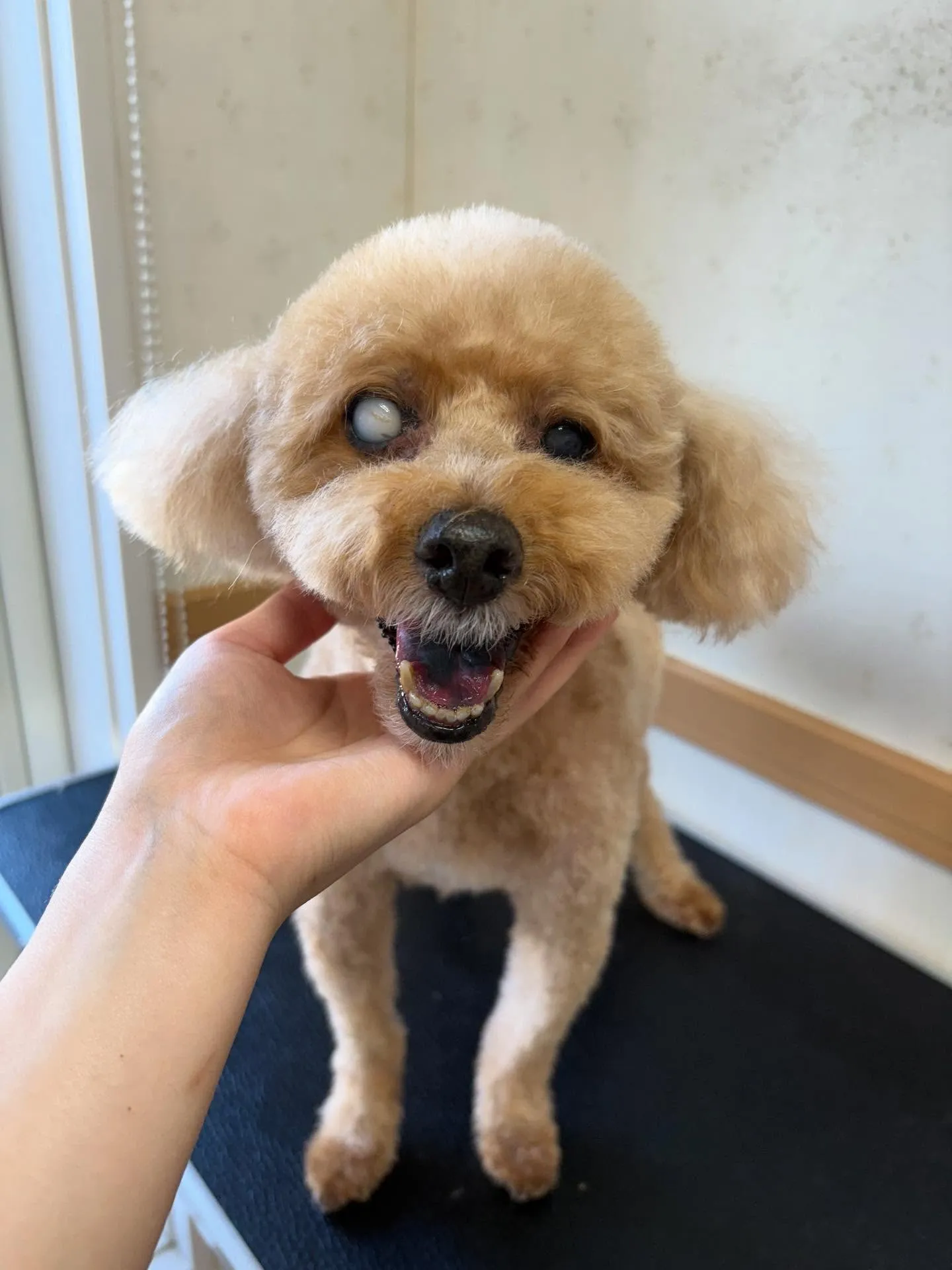 犬のトリミング✂️