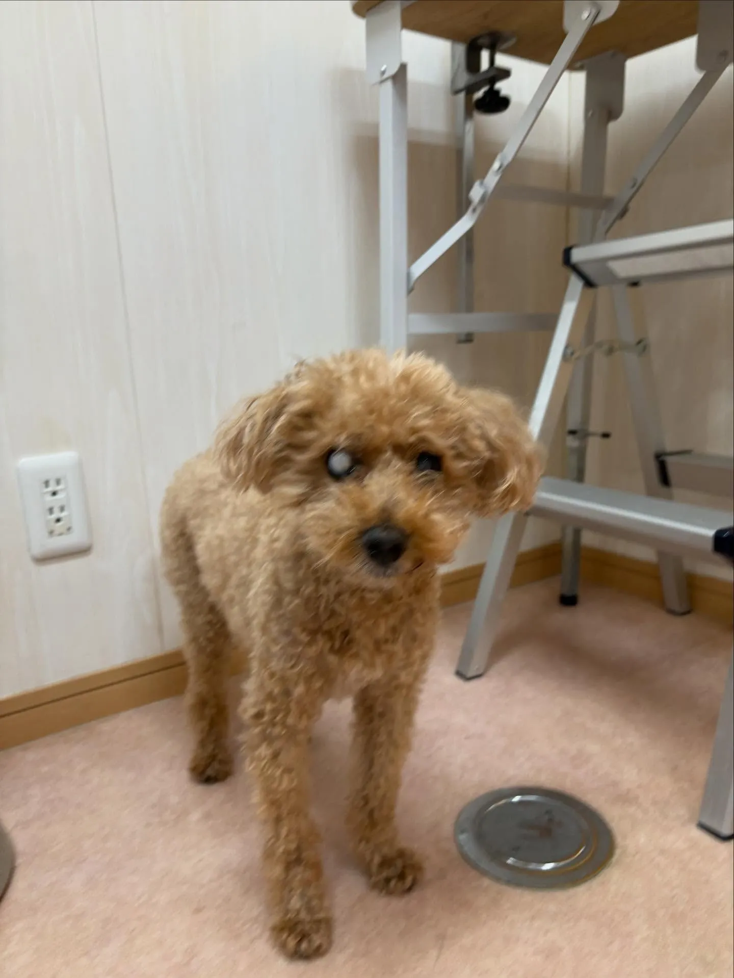 犬のトリミング✂️