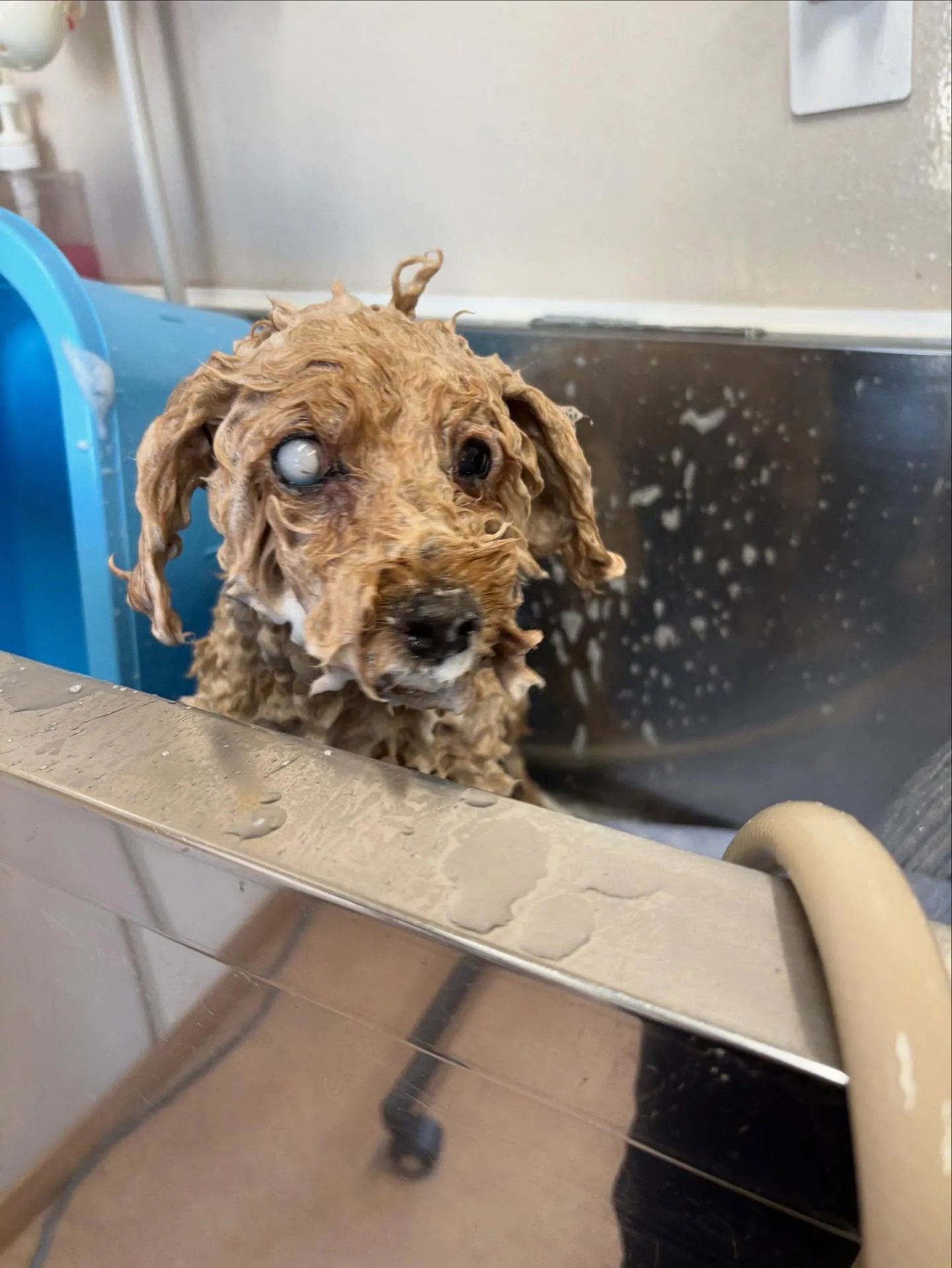 犬のトリミング✂️