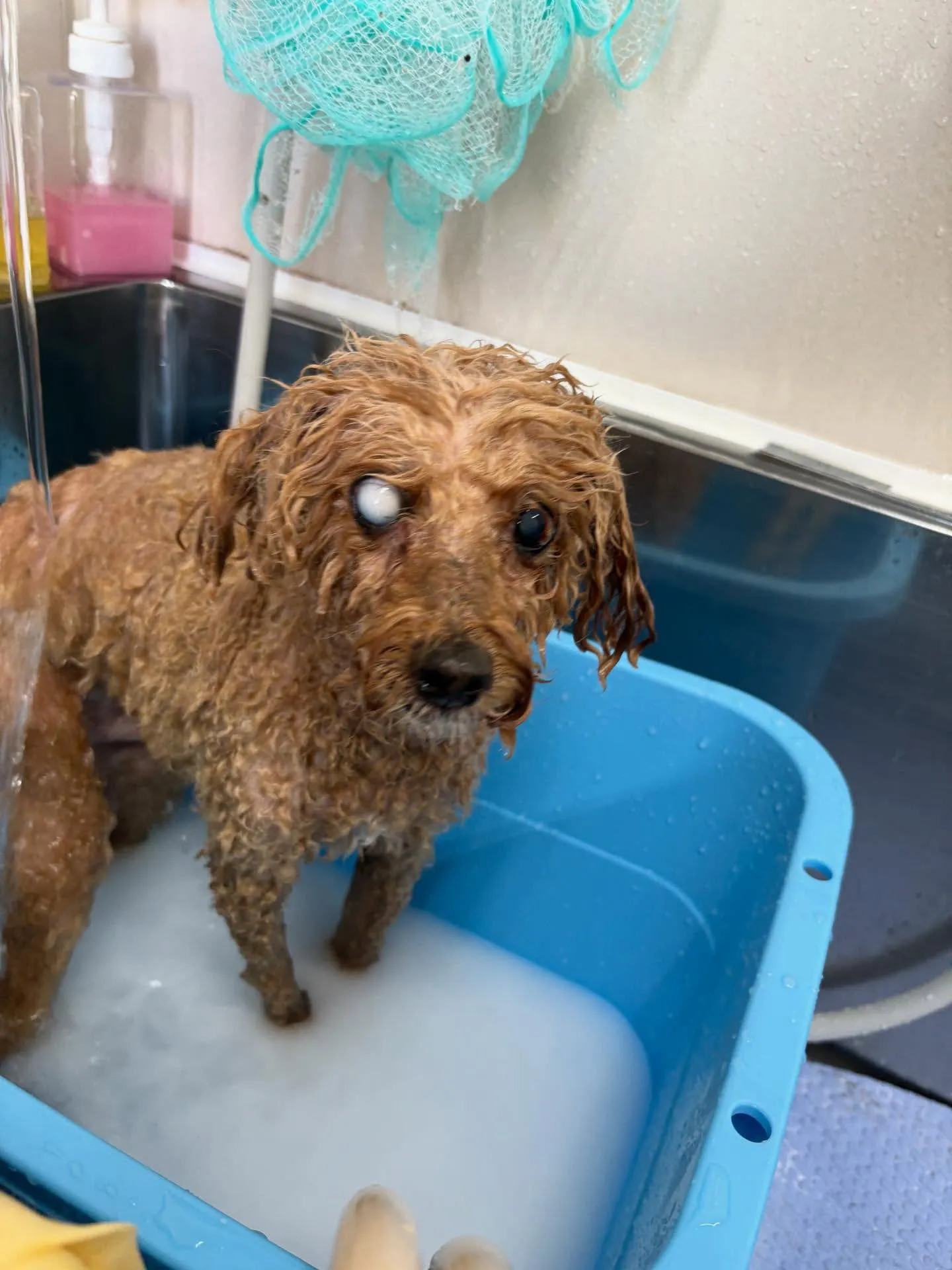 犬のトリミング✂️