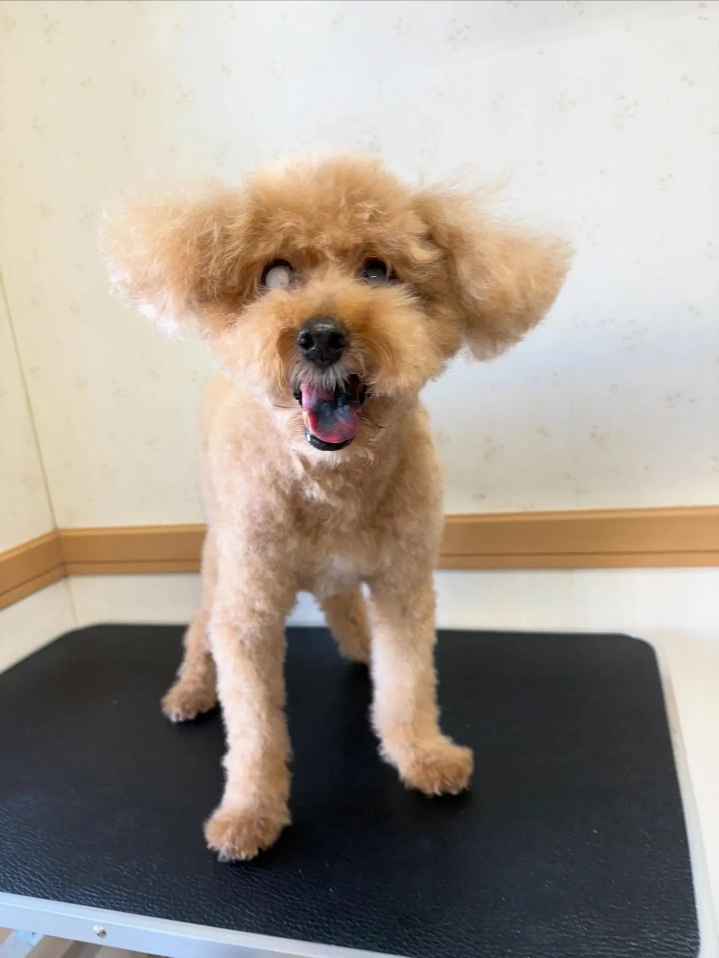犬のトリミング✂️