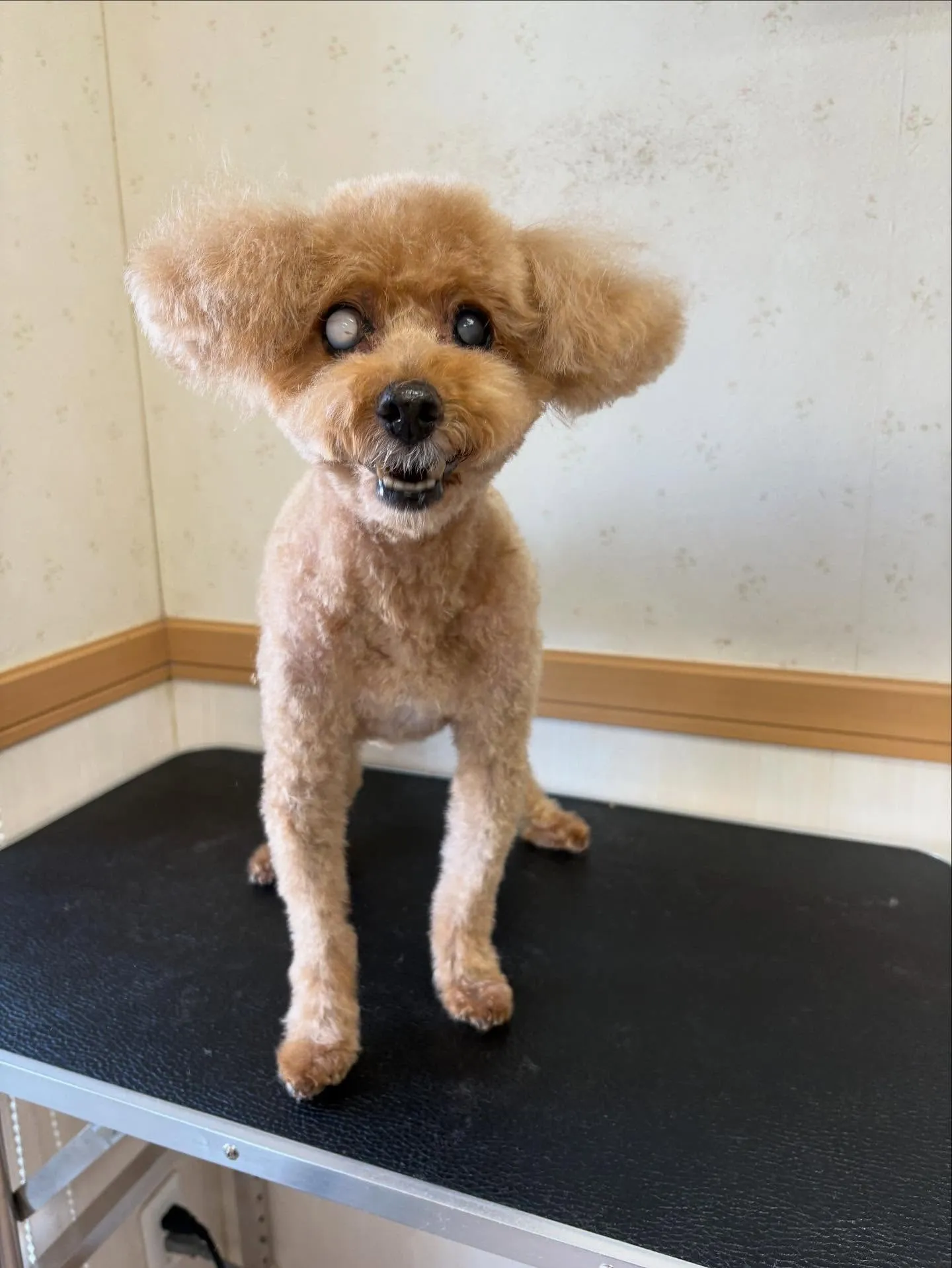 犬のトリミング✂️