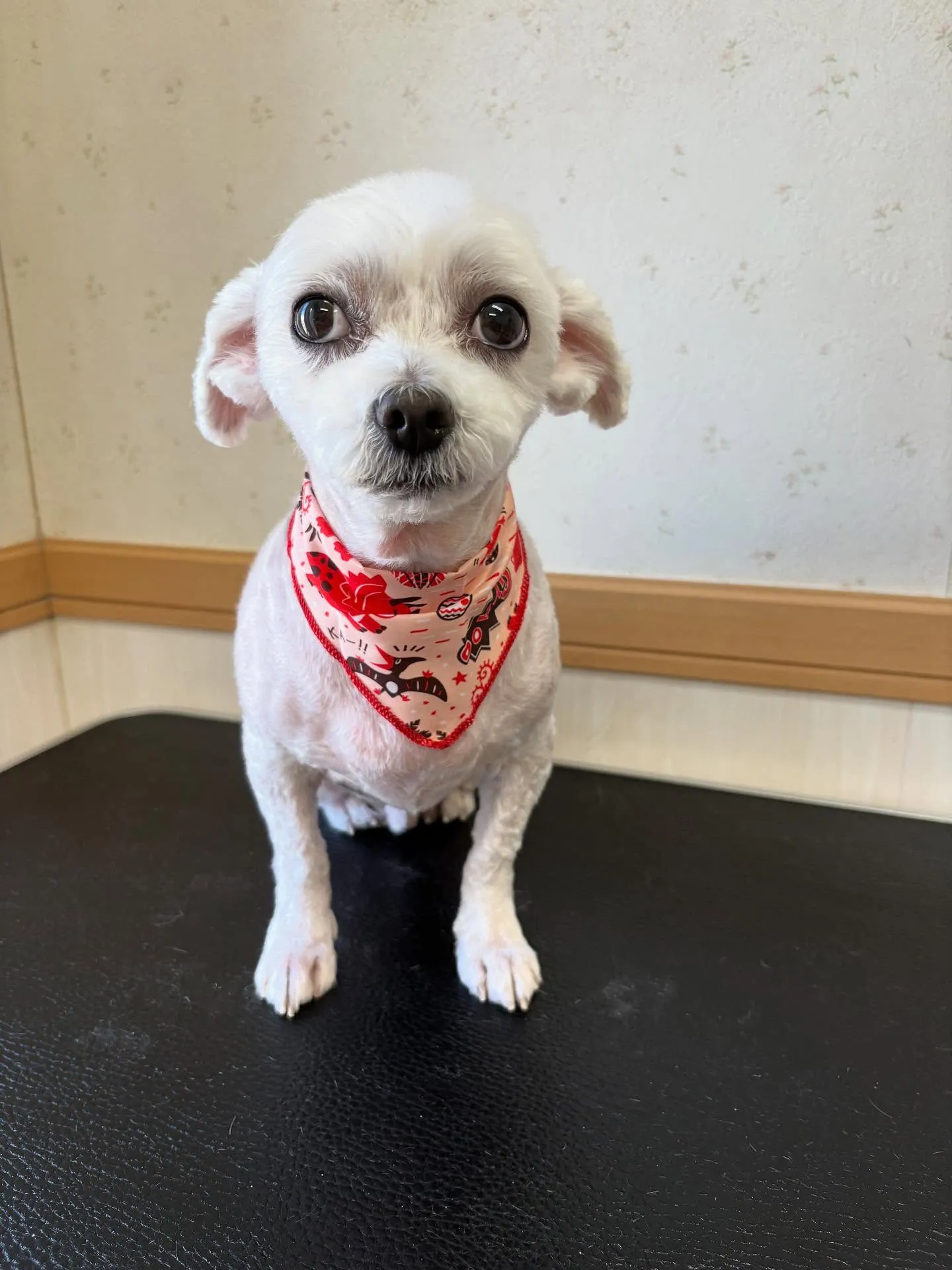 犬のトリミング✂️