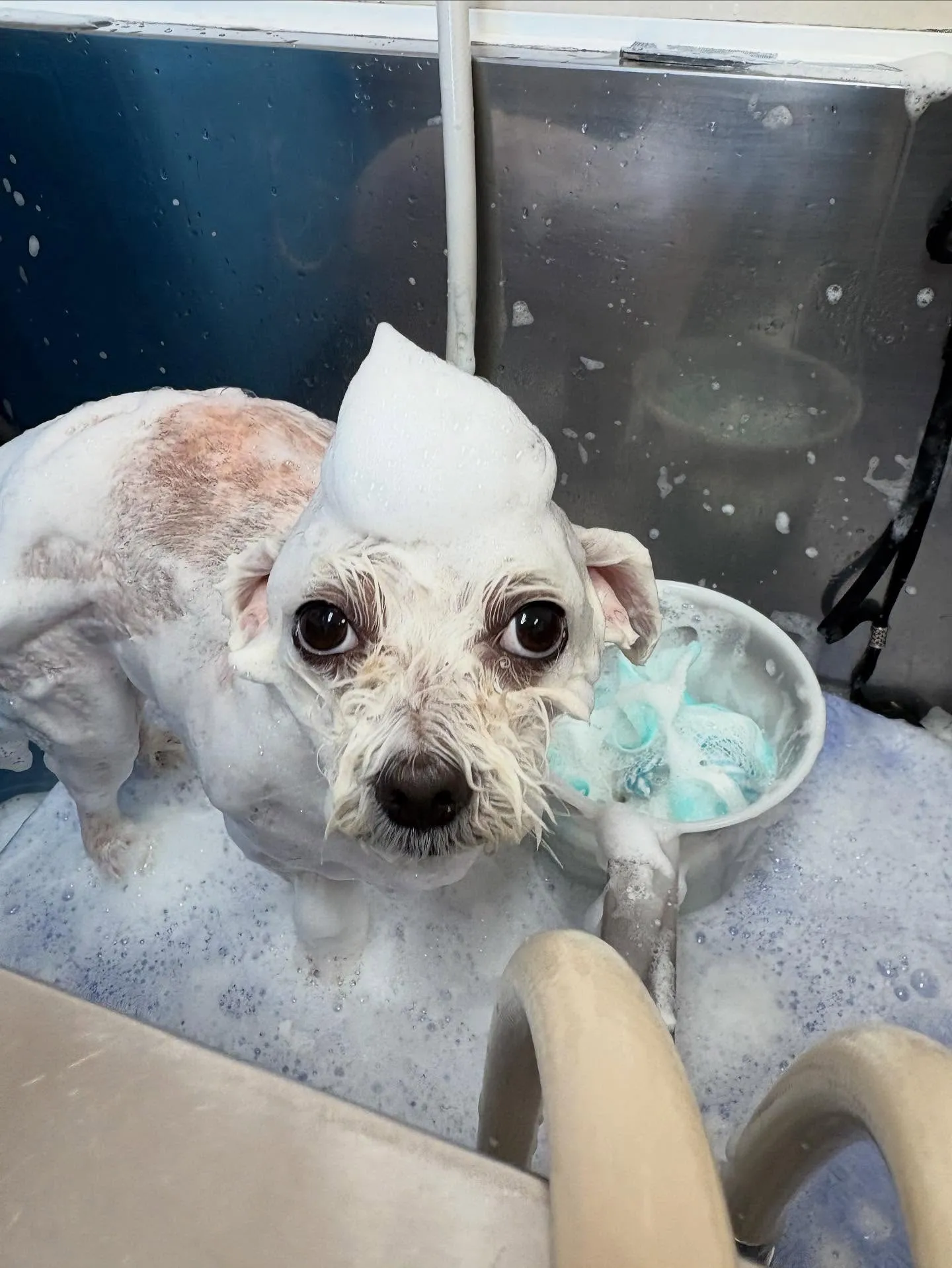 犬のトリミング✂️