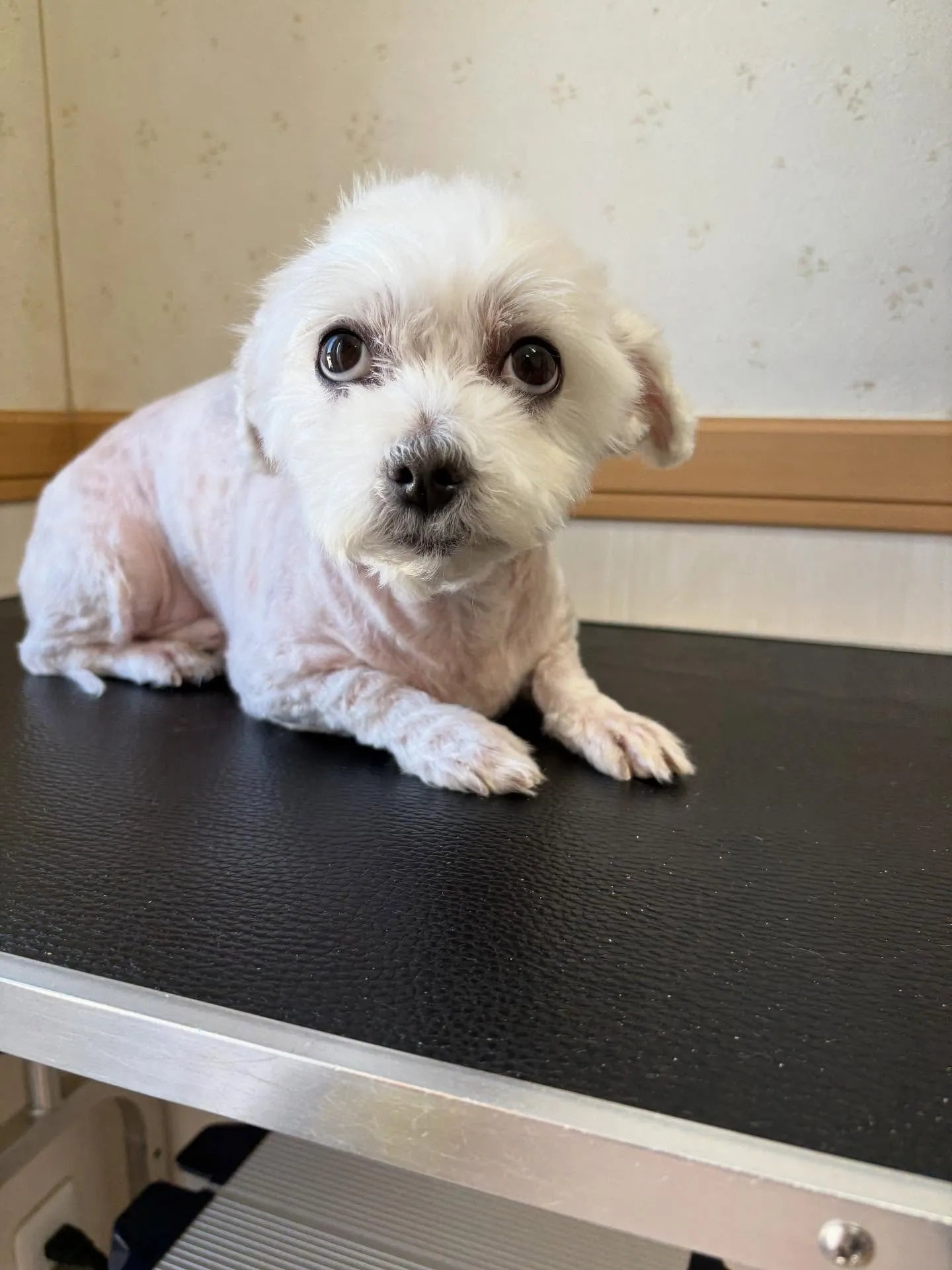 犬のトリミング✂️