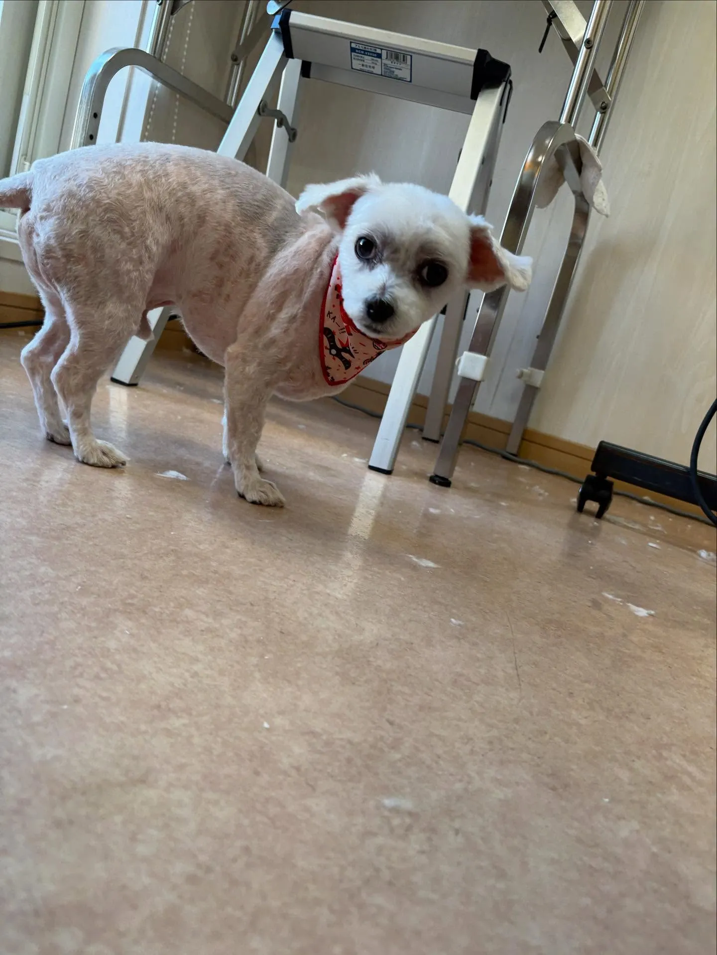 犬のトリミング✂️
