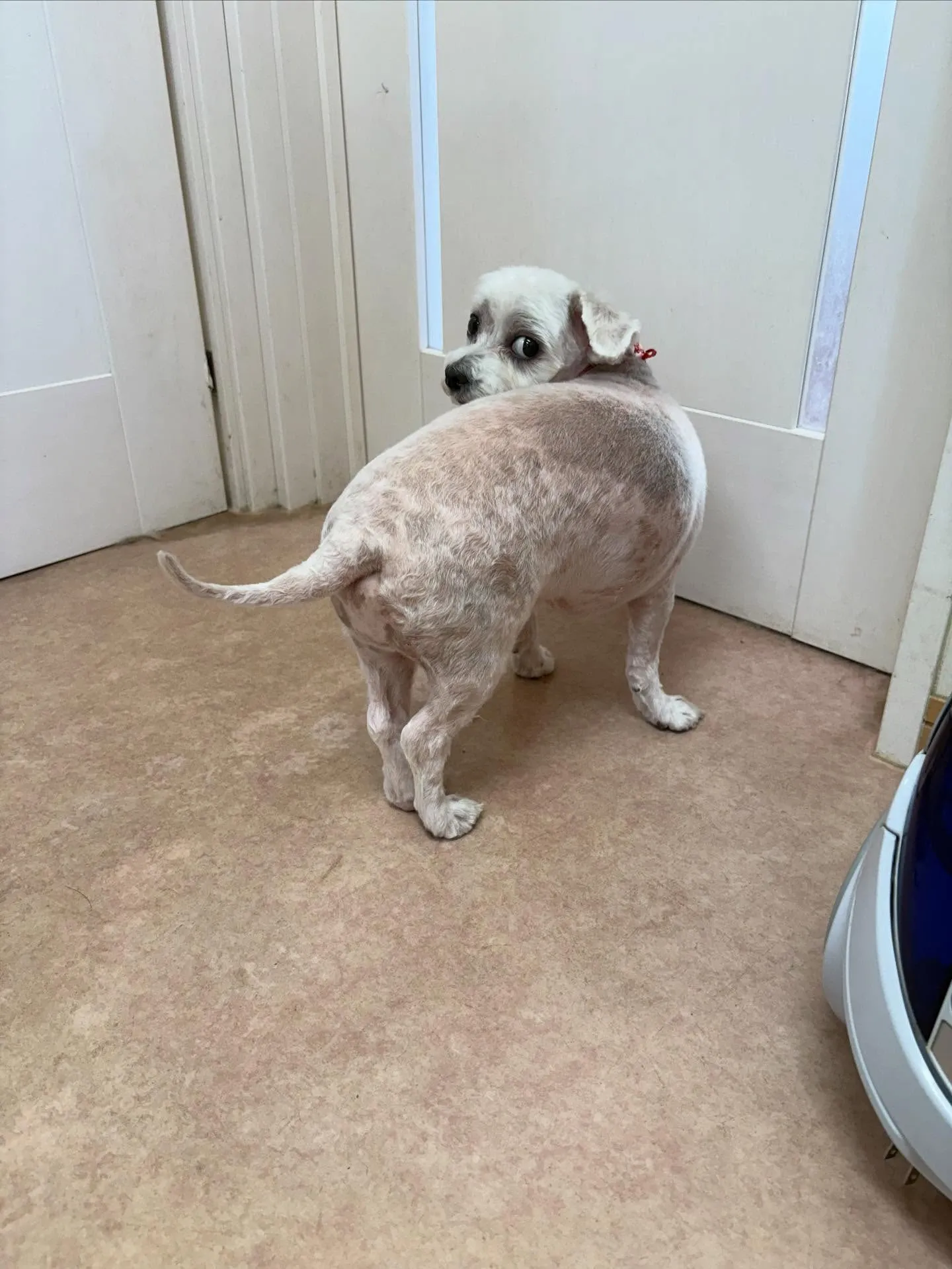 犬のトリミング✂️