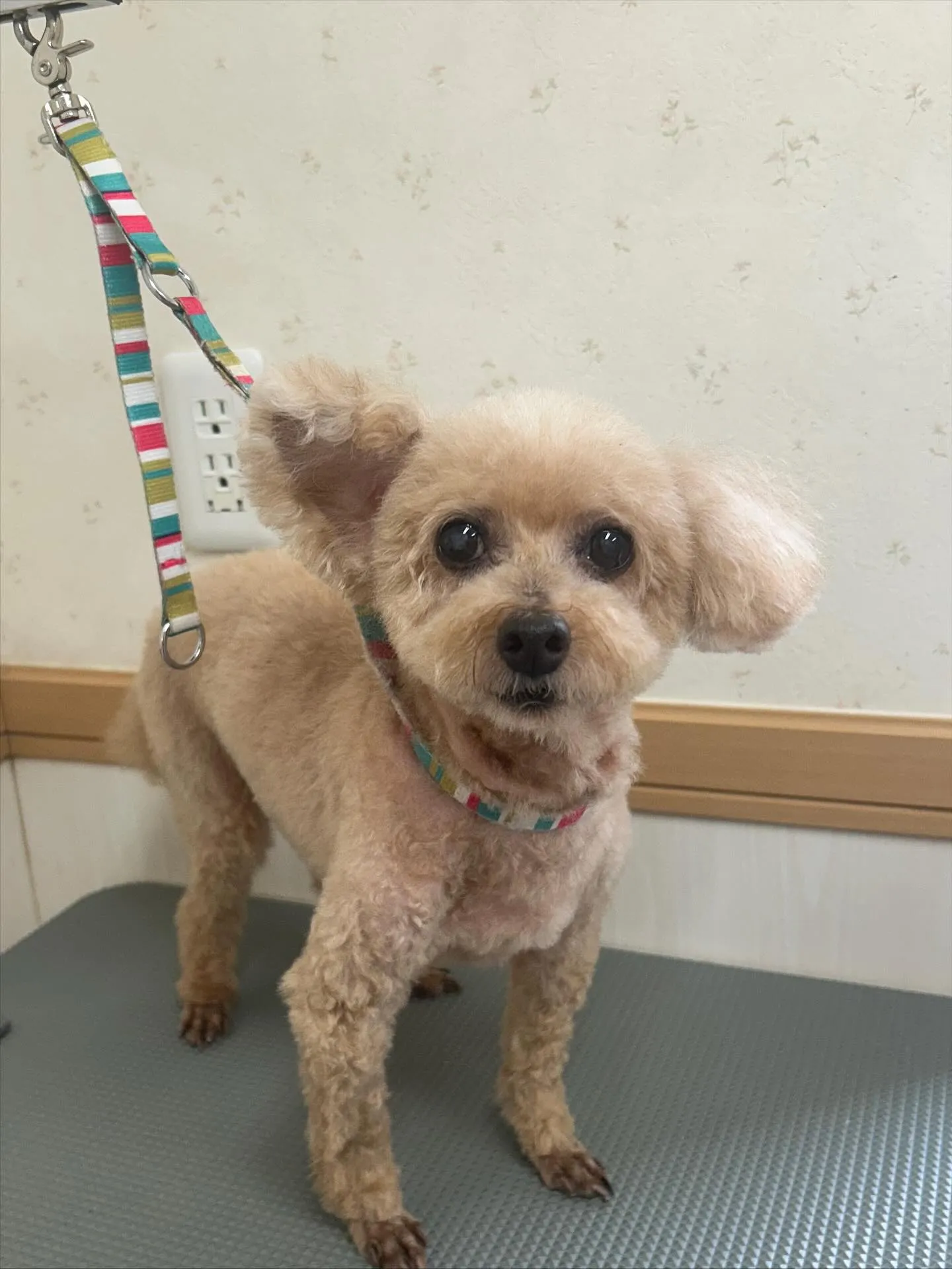 犬のトリミング✂️