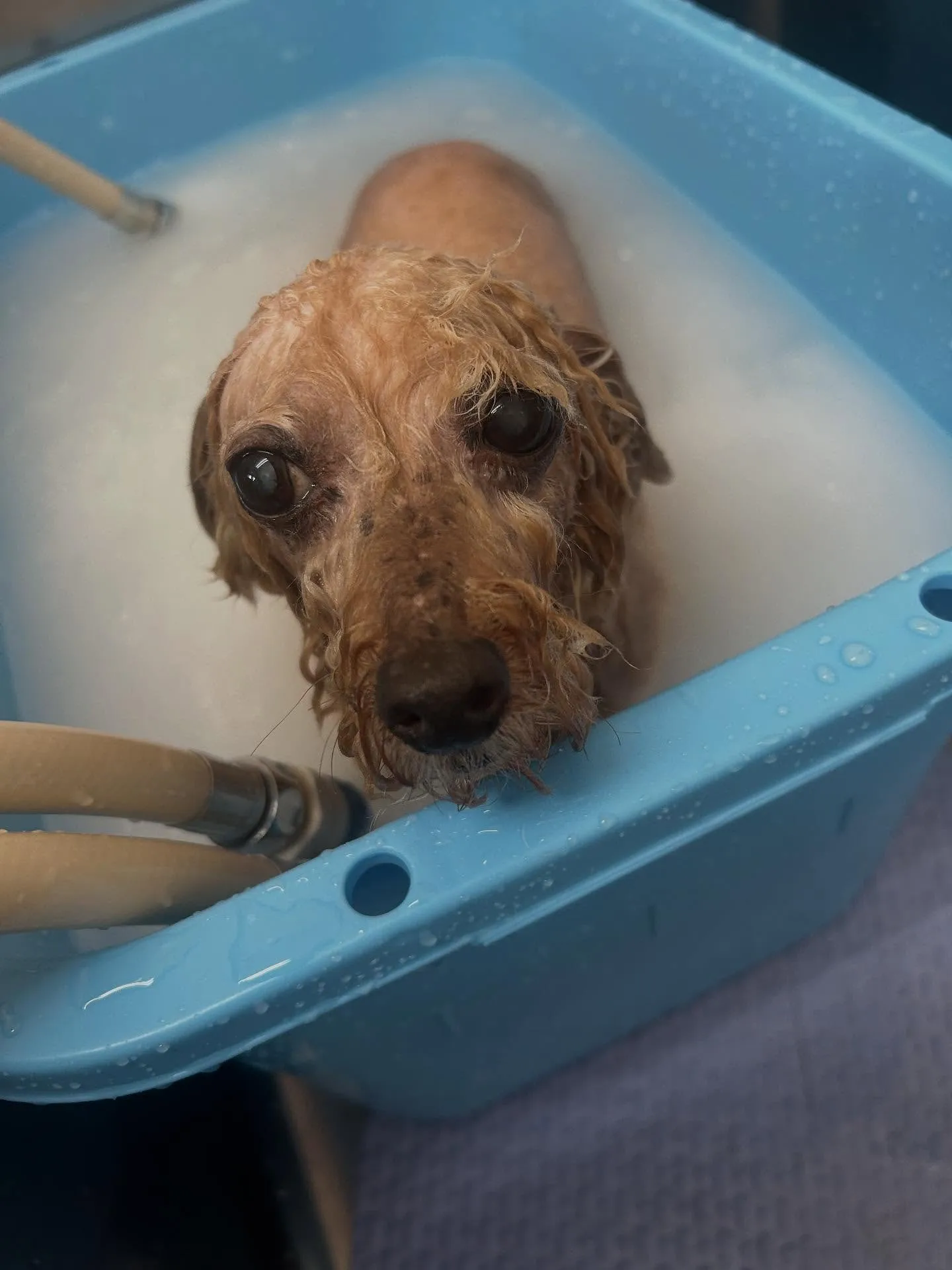 犬のトリミング✂️