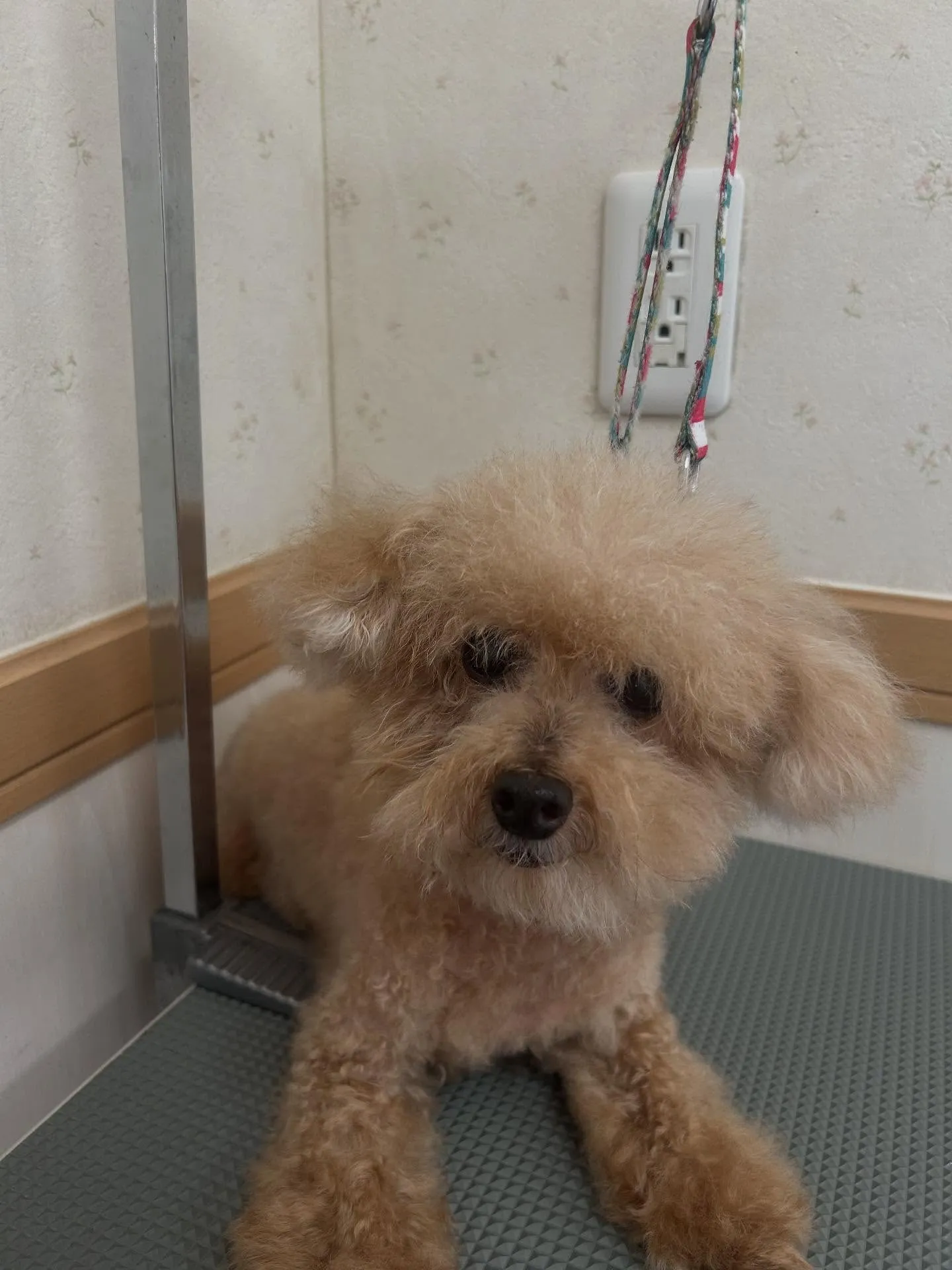 犬のトリミング✂️