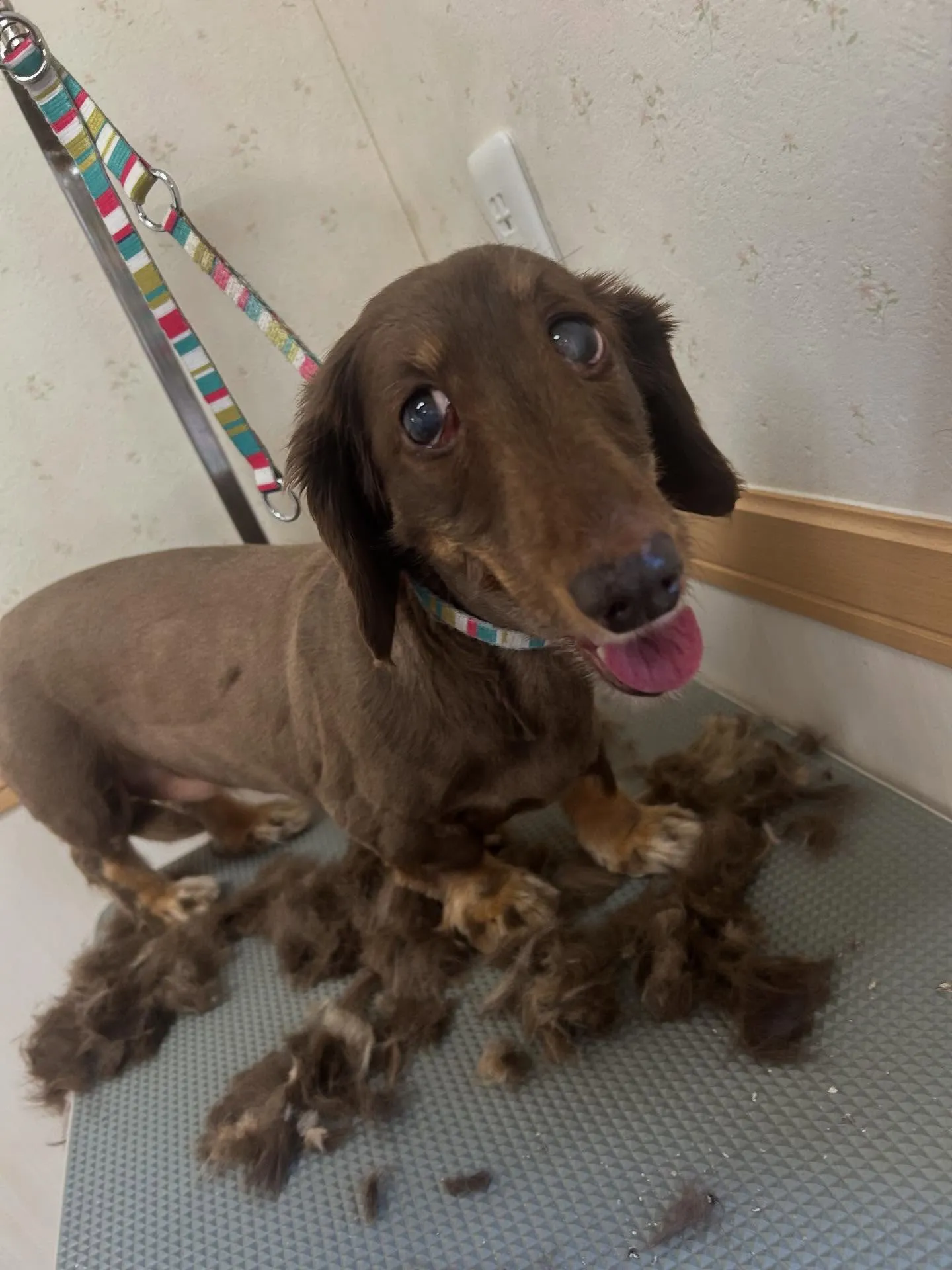犬のトリミング✂️
