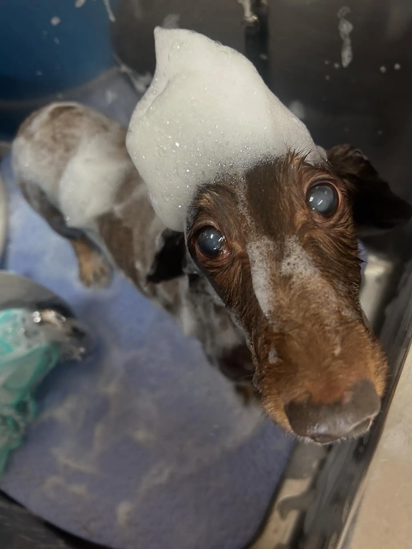 犬のトリミング✂️